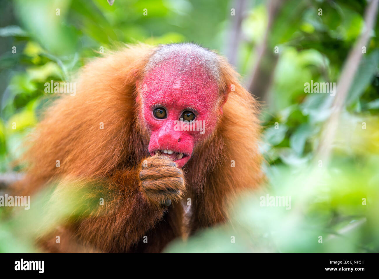 Vue d'un pygargue à tête Uakari monkey en arbres de la forêt amazonienne près d'Iquitos, Pérou Banque D'Images