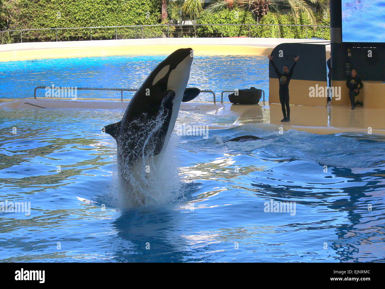 Épaulard effectuant à Tenerife Loro Parque's Orca Show, faire un saut hors de l'eau élevé, les formateurs en arrière-plan Banque D'Images