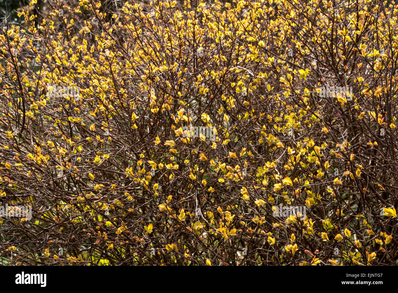 Les nouvelles pousses jaune vif sur une chandelle Spirée bush dans soleil du printemps. Banque D'Images