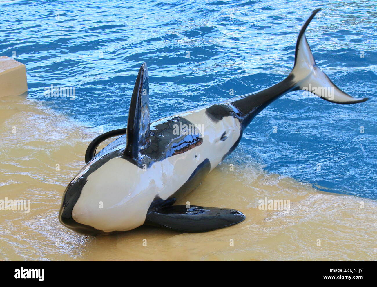 Jeune épaulard effectuant à Tenerife Loro Parque Orca's Show Banque D'Images