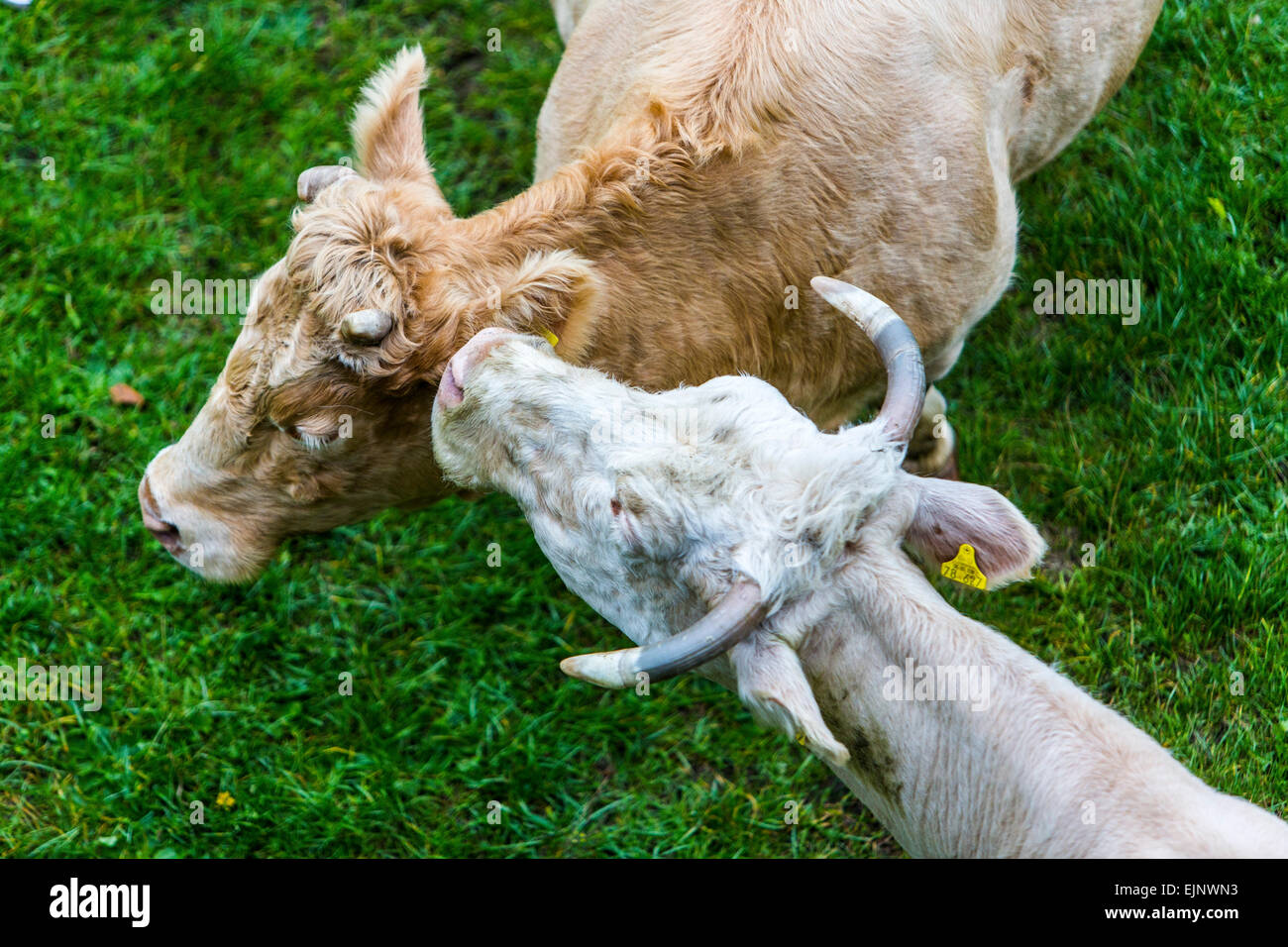 Vaches dans un pâturage, caresser, mère vache et son veau Banque D'Images