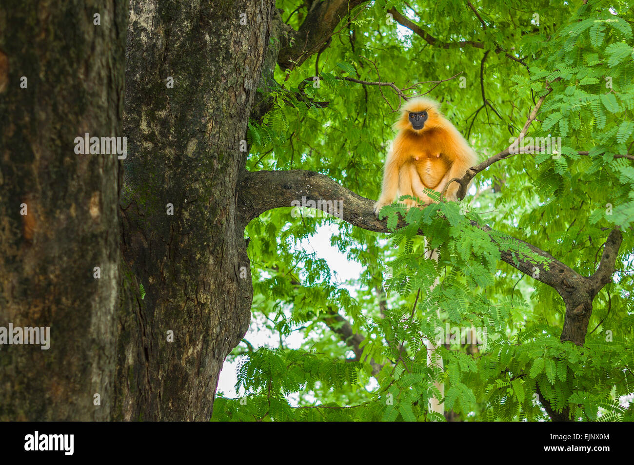 Gee's Golden langur, black face, et jusqu'aux cheveux longs, un arbre en forêt près de Guwahati, Assam, Inde. Banque D'Images