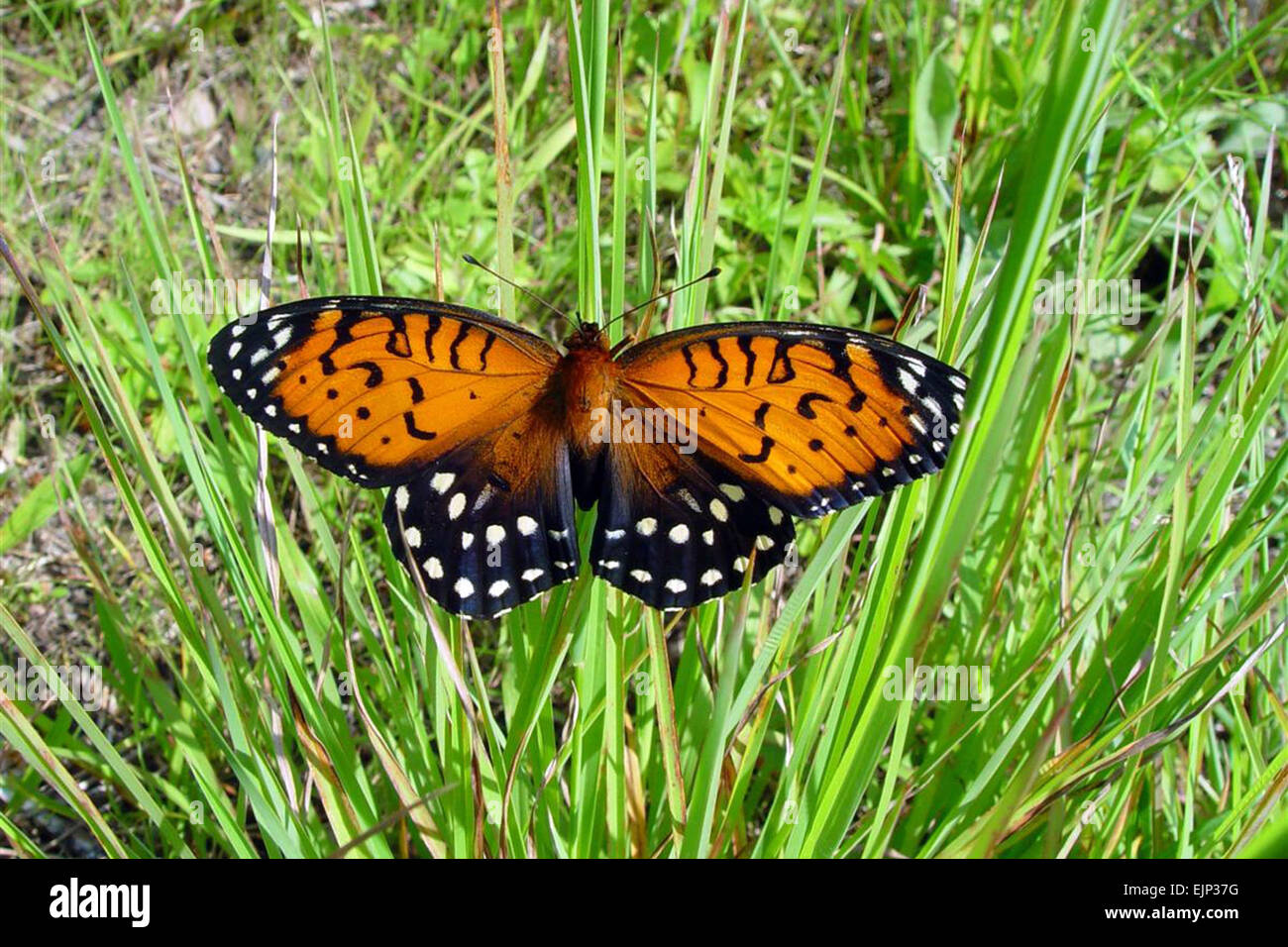 La regal fritillary papillon est une espèce en voie de disparition protégée sur Fort Indiantown Gap, Pennsylvanie Texas Army National Guard voir : /-news/2008/05/13/9121-fort-indiantown-gap-pr... /-News/2008/05/13/9121-fort-indiantown-gap-fournit-refuge-pour-rare-en-papillon-formation-soldats/ Banque D'Images