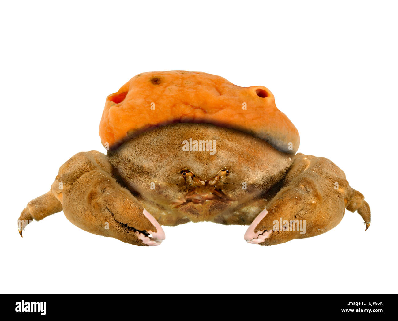 Sponge crab Banque de photographies et d'images à haute résolution - Alamy