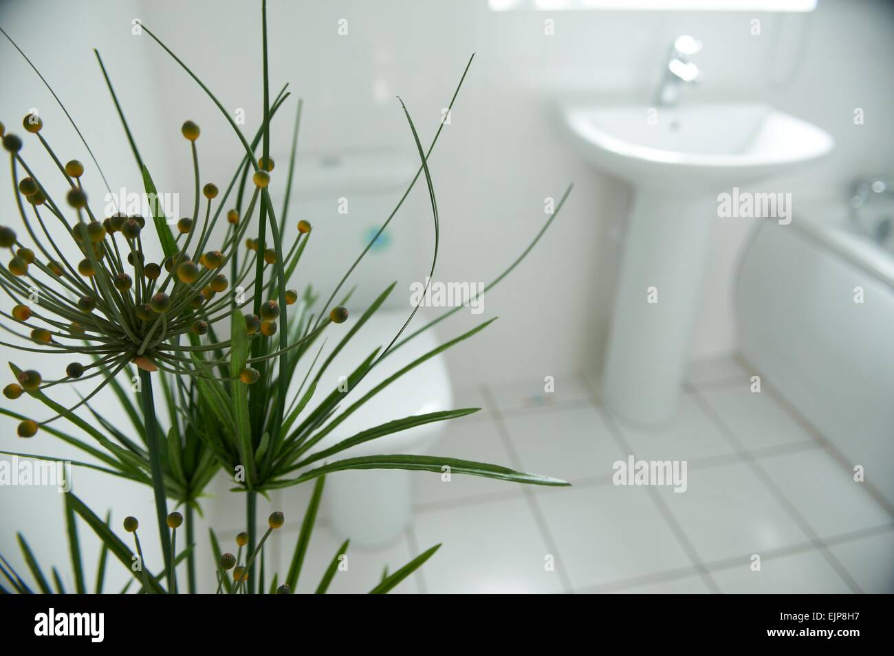 Plante d'intérieur salle de bains baignoire lavabo suite blanc chrome chasse murs carrelés de céramique pour nouvelle construction constructeur de maison de vente Banque D'Images