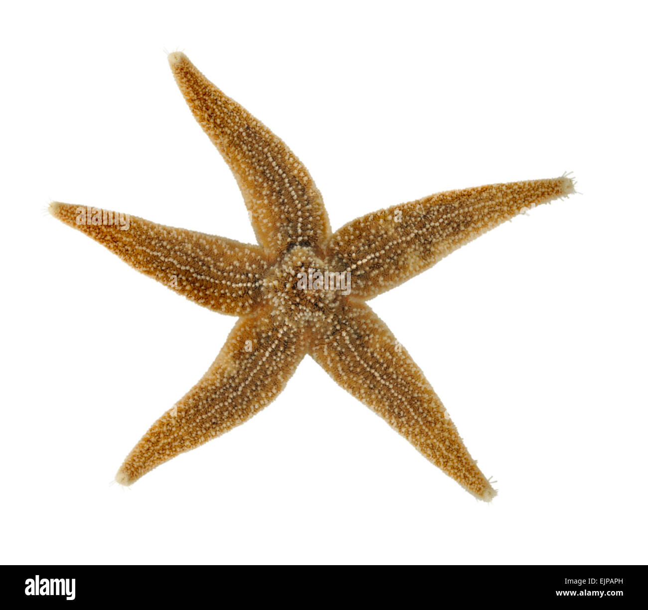 L'Étoile de mer Asterias rubens - commun Banque D'Images