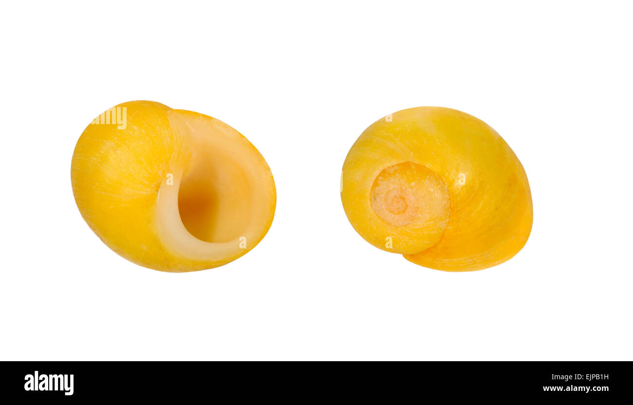 Bigorneau Littorina obtusata - Télévision Banque D'Images