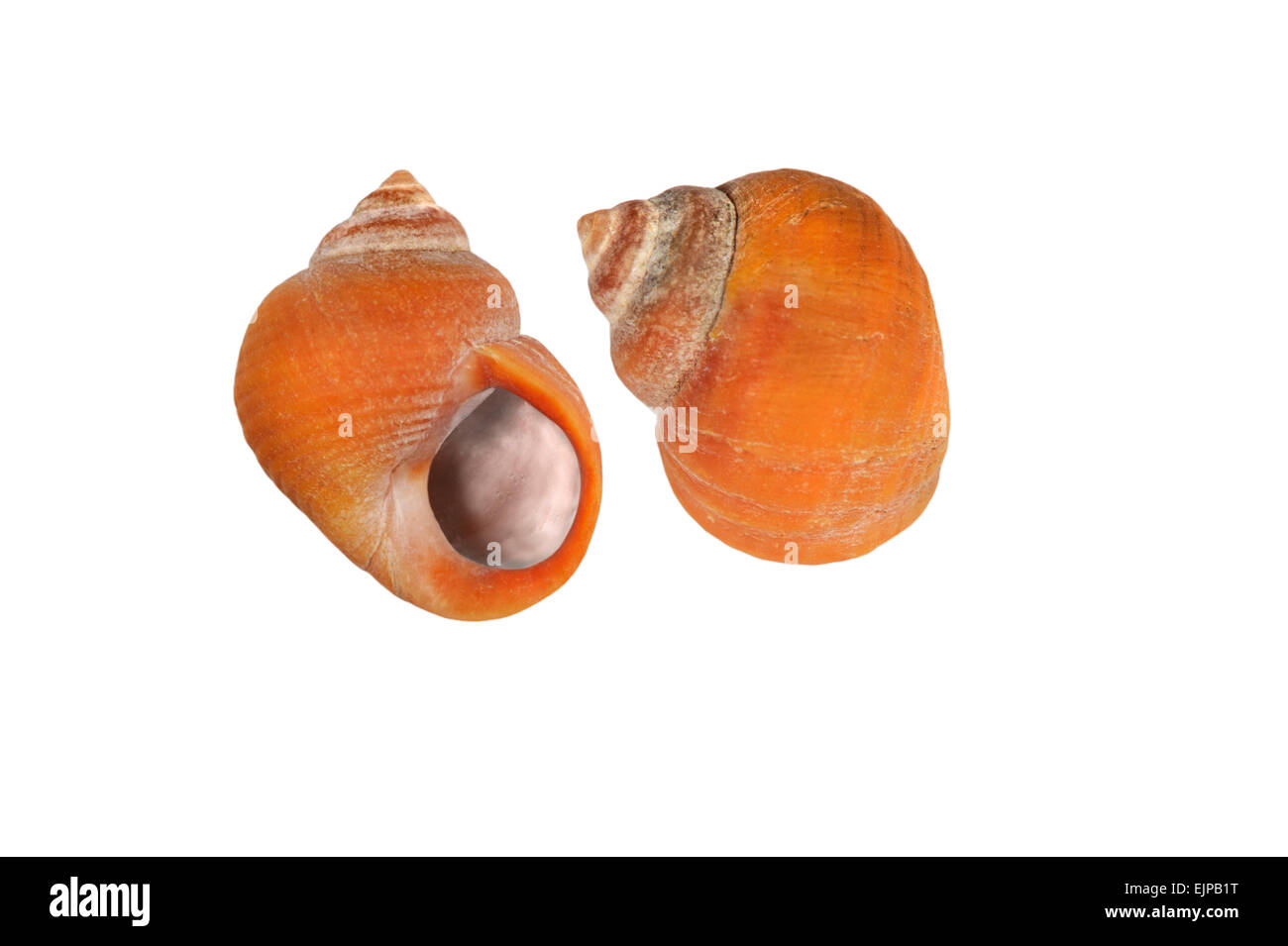 Littorina rudis Banque D'Images