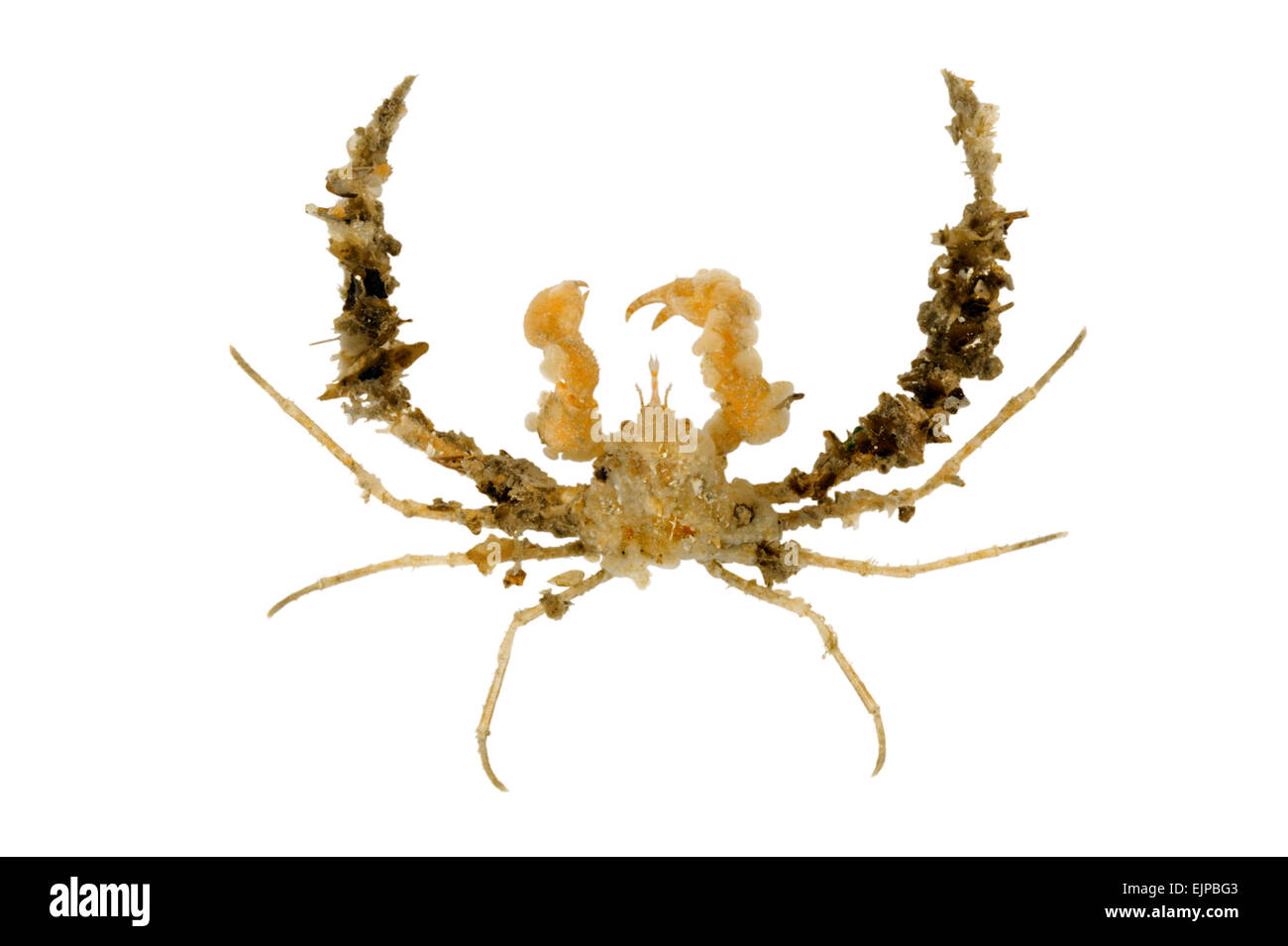 Scorpion Araignée Inachus - dorsettensis Banque D'Images