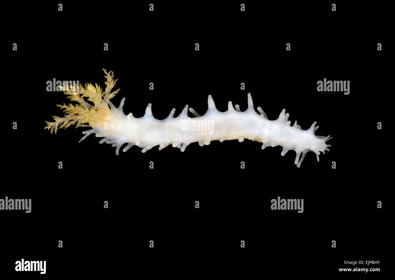 Ocnus lactea Banque D'Images