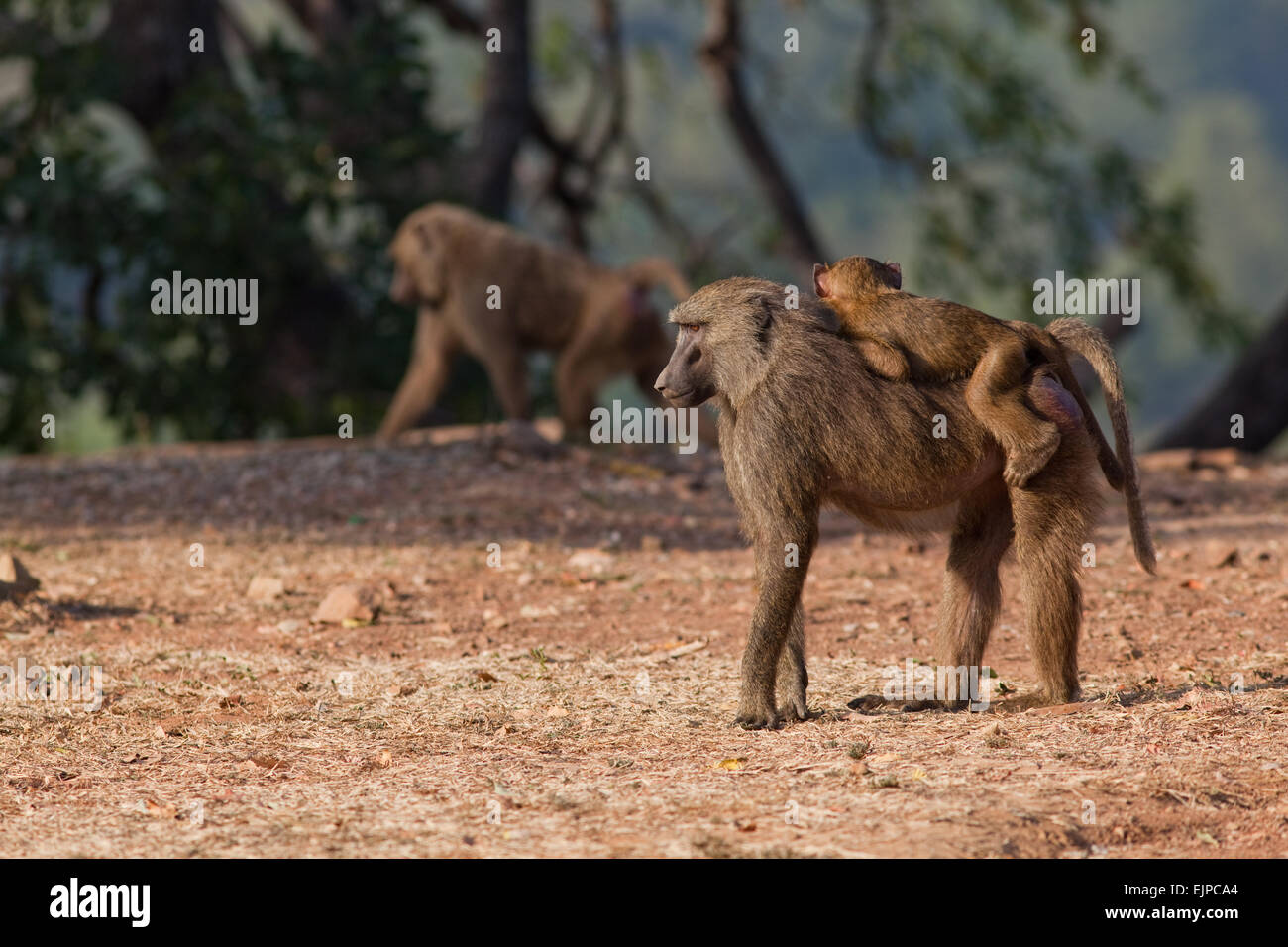 Huile d'olive ou de babouins (Papio Anubis Anubis). Les femmes et les jeunes. Mole National Park. Le Ghana. L'Afrique de l'Ouest. Mole National Park. Banque D'Images