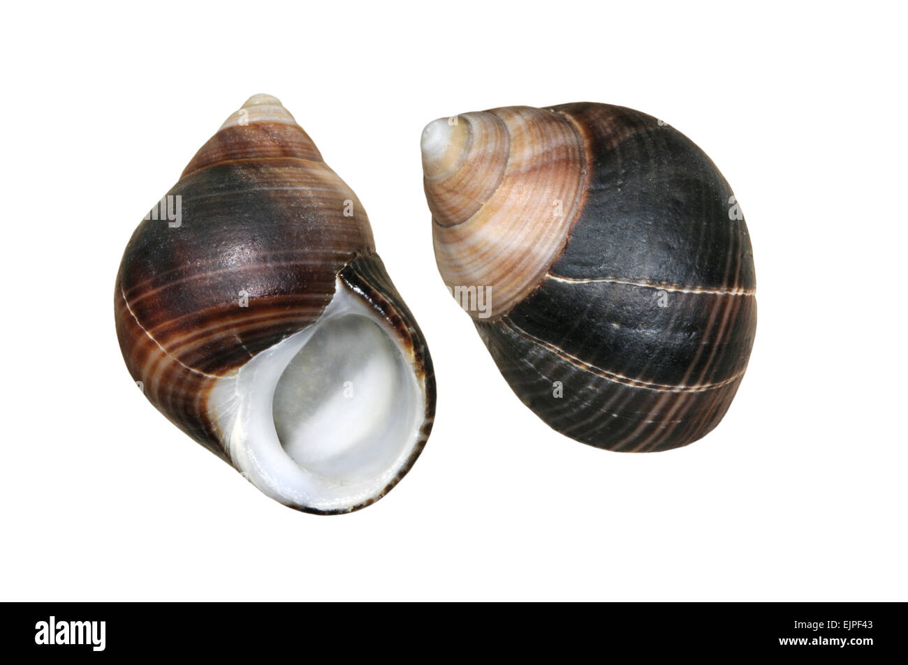 Bigorneau Littorina littorea - Banque D'Images