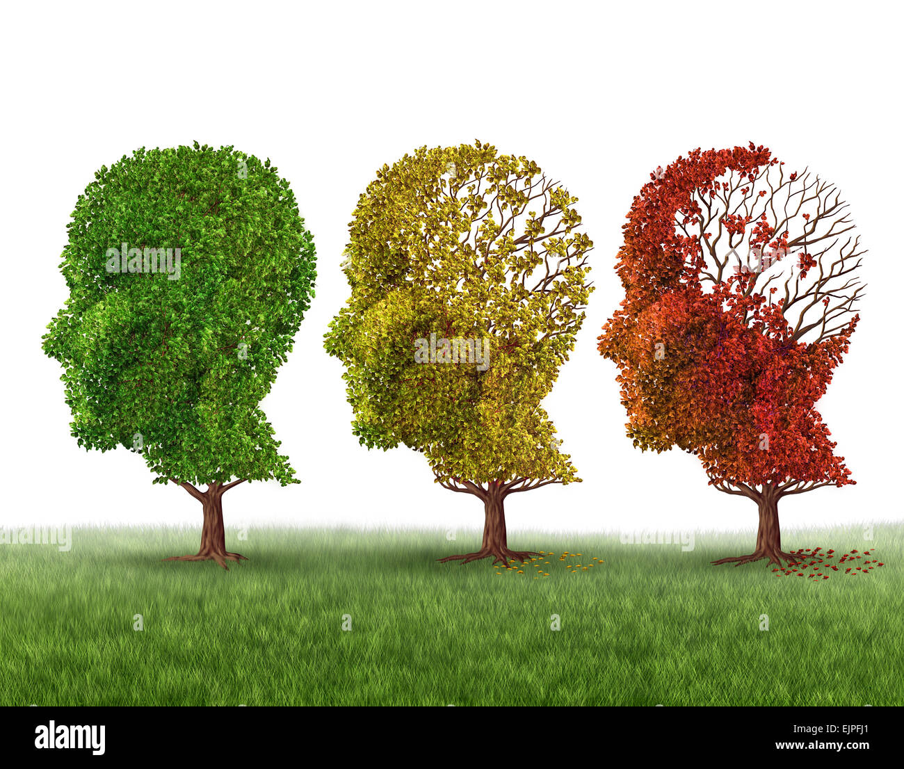 La perte de mémoire et le vieillissement du cerveau en raison de la démence et la maladie d'alzheimer comme une icône médical d'un groupe d'arbres d'automne l'automne changement de couleur en forme de tête humaine laisse perdre comme fonction de renseignement sur un fond blanc. Banque D'Images