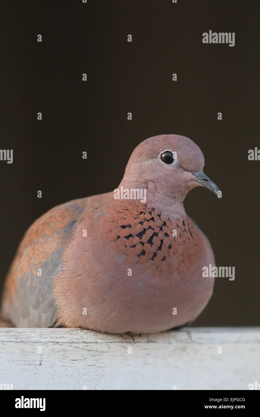 Rire ou Sénégal Dove (Spilopelia senegalensis). L'accroupissement sur une clôture en bois. Le Ghana. L'Afrique de l'Ouest. Banque D'Images