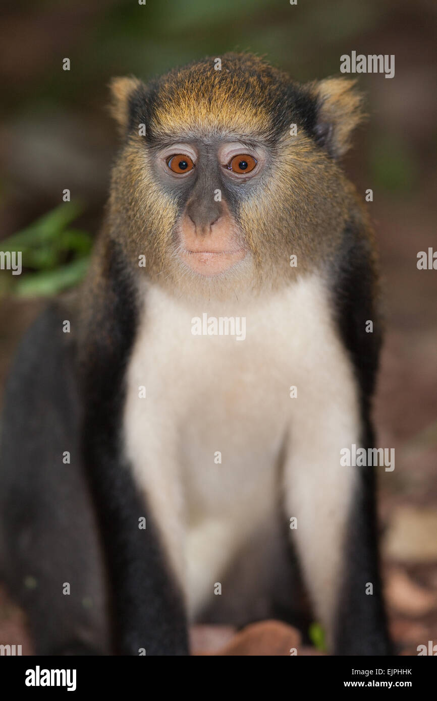 Singe Mona (Cercopithecus mona). Animal sauvage. Le Ghana. L'Afrique de l'Ouest. Banque D'Images