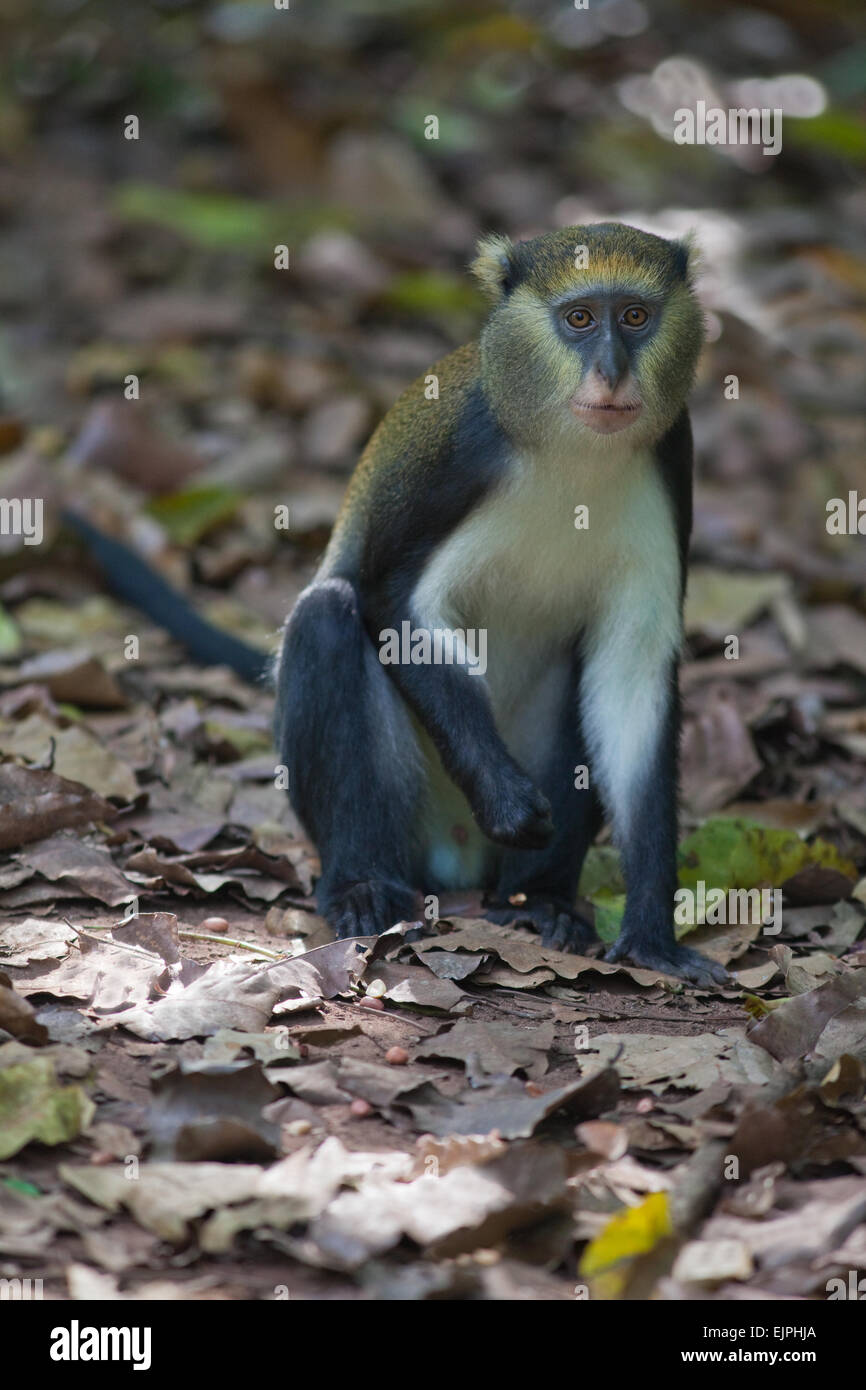 Singe Mona (Cercopithecus mona). Animal sauvage. Le Ghana. L'Afrique de l'Ouest. Banque D'Images