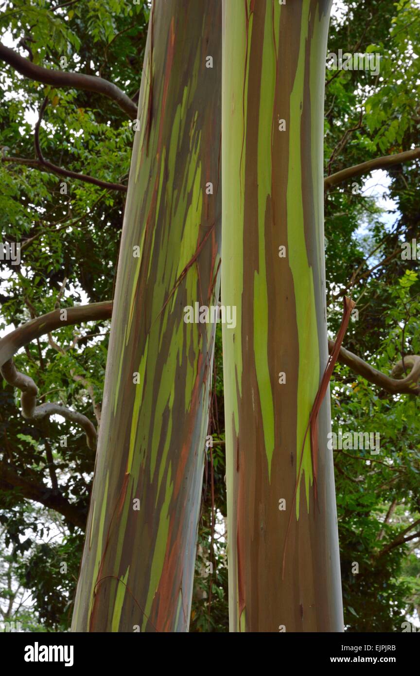 Keahua Arboretum et Eucalyptus arc-en-ciel peint le long du ruisseau Keahua à Kauai Hawaii Banque D'Images