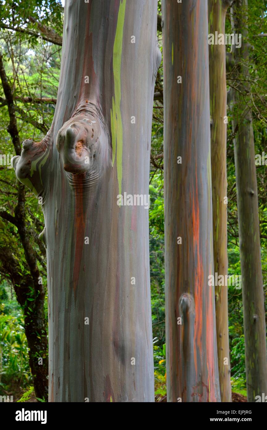 Keahua Arboretum et Eucalyptus arc-en-ciel peint le long du ruisseau Keahua à Kauai Hawaii Banque D'Images