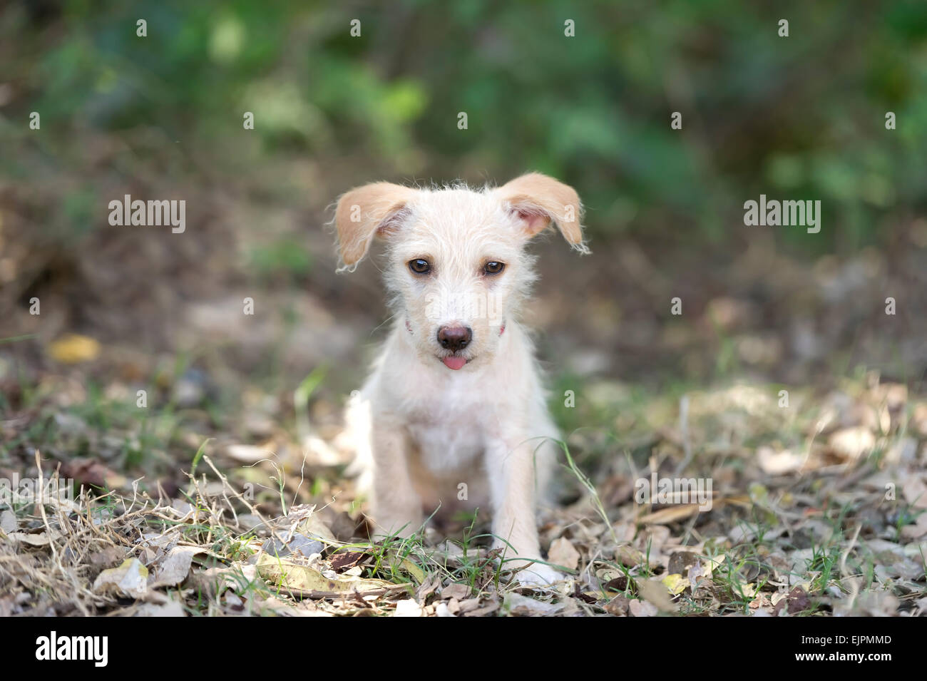 Un heureux mignon adorable chiot est assis dans la forêt s'en tenir sa langue. Banque D'Images