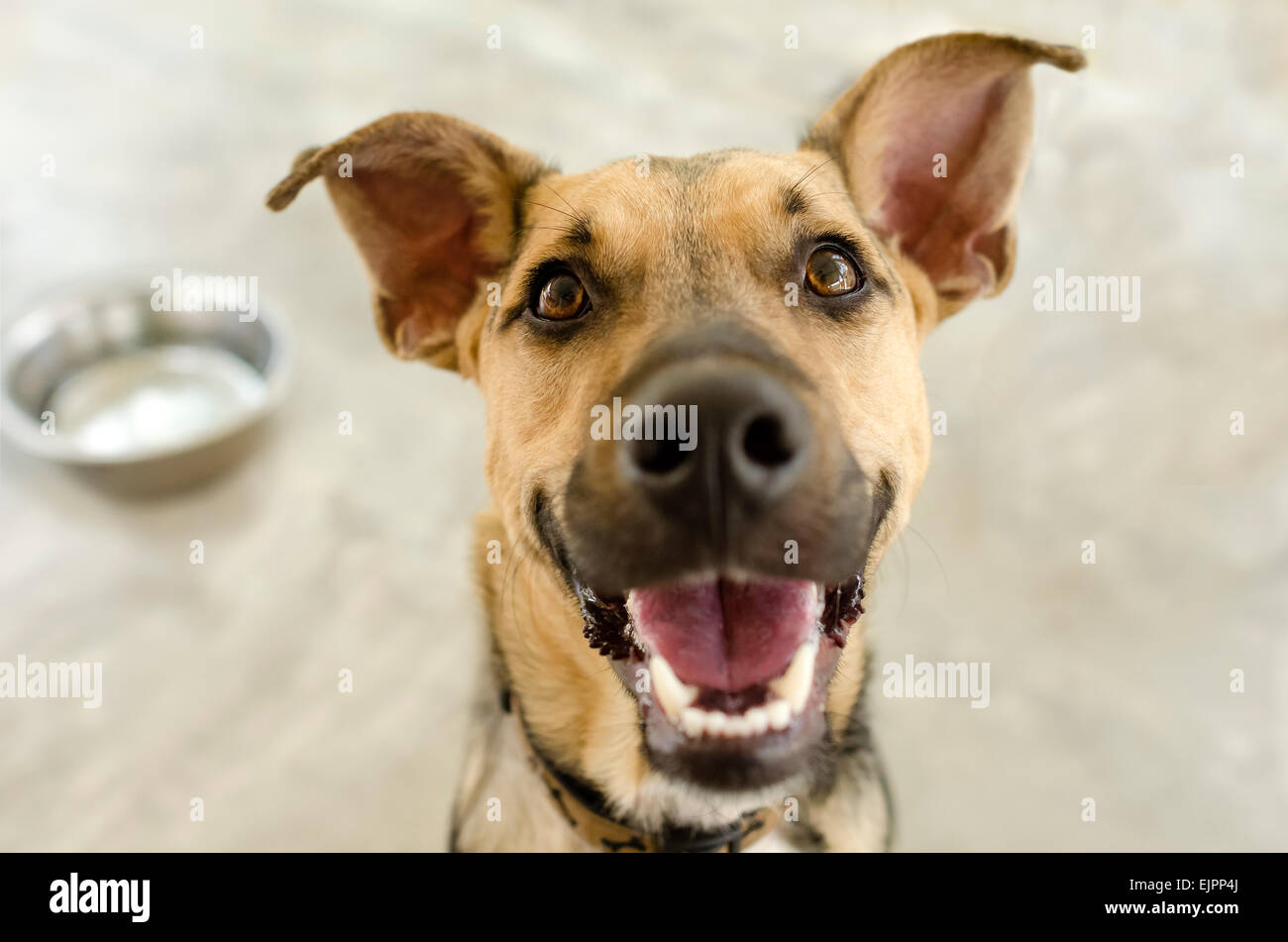 Un chien heureux est souriant en attente de son bol à pourvoir. Banque D'Images