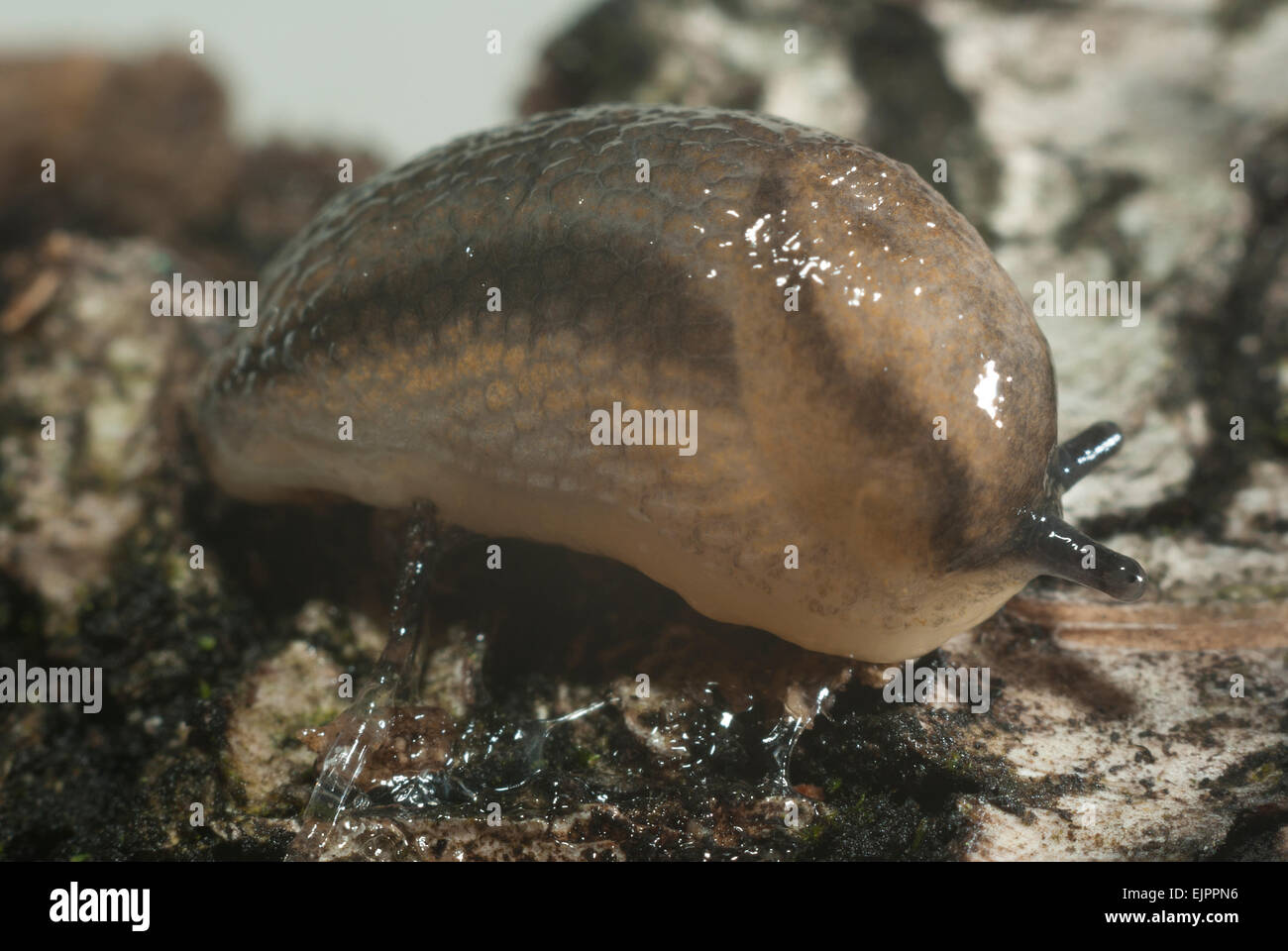 Deroceras reticulatum.(Gastropoda).(Limacidae). Banque D'Images