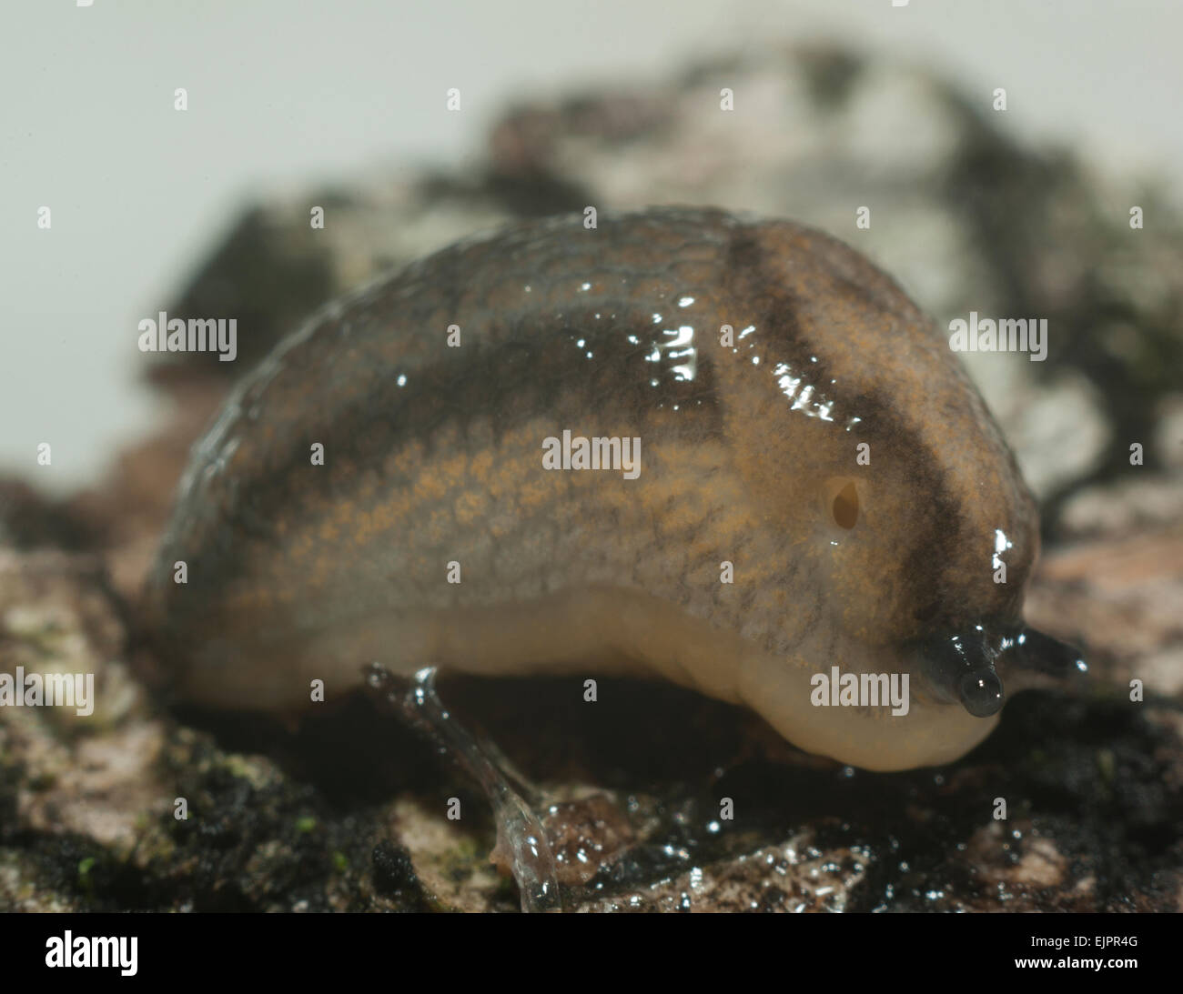 Deroceras reticulatum.(Gastropoda).(Limacidae) Banque D'Images