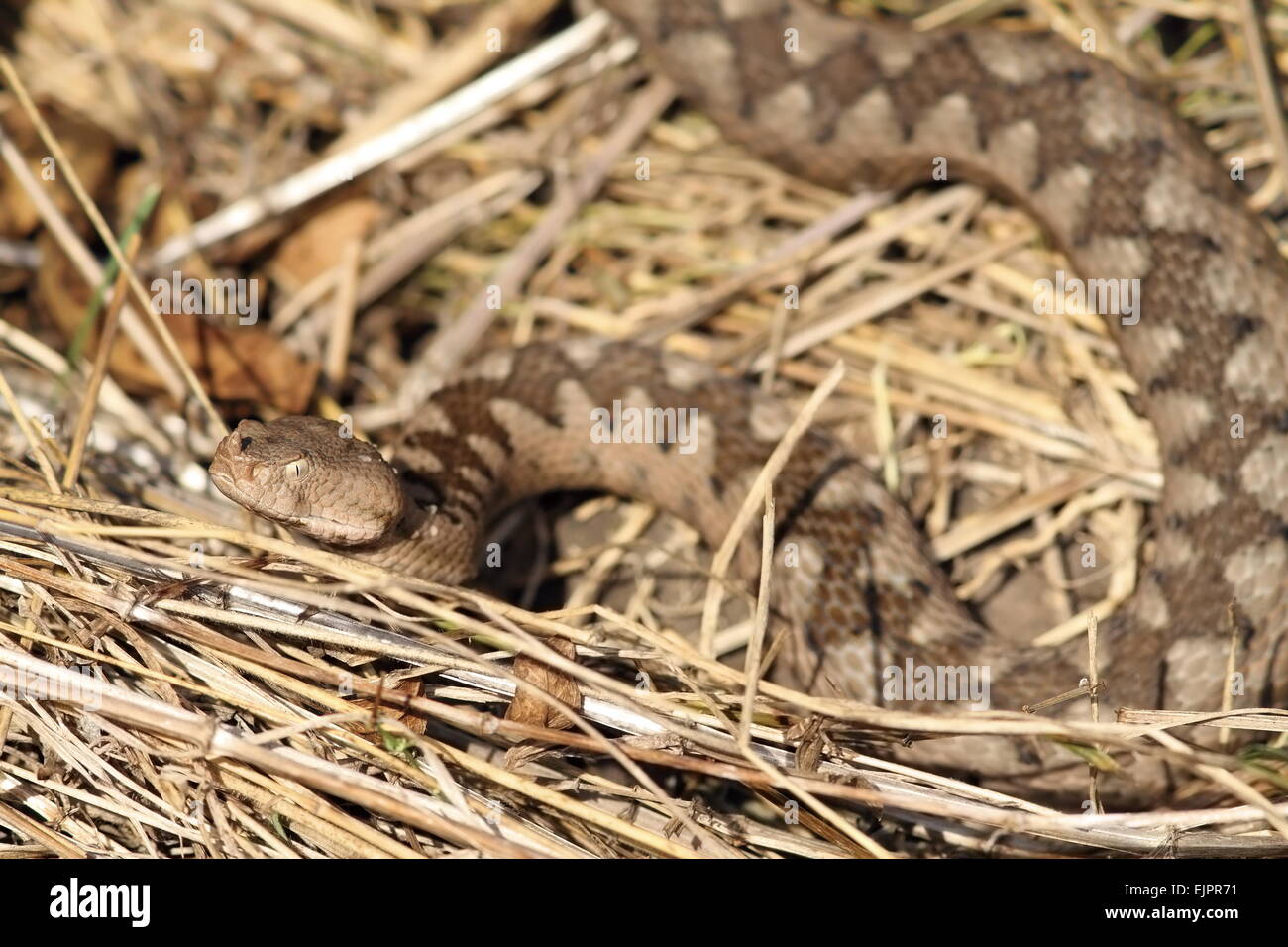 Beau motif de camouflage de Vipera ammodytes ('sand viper ), in situ Banque D'Images