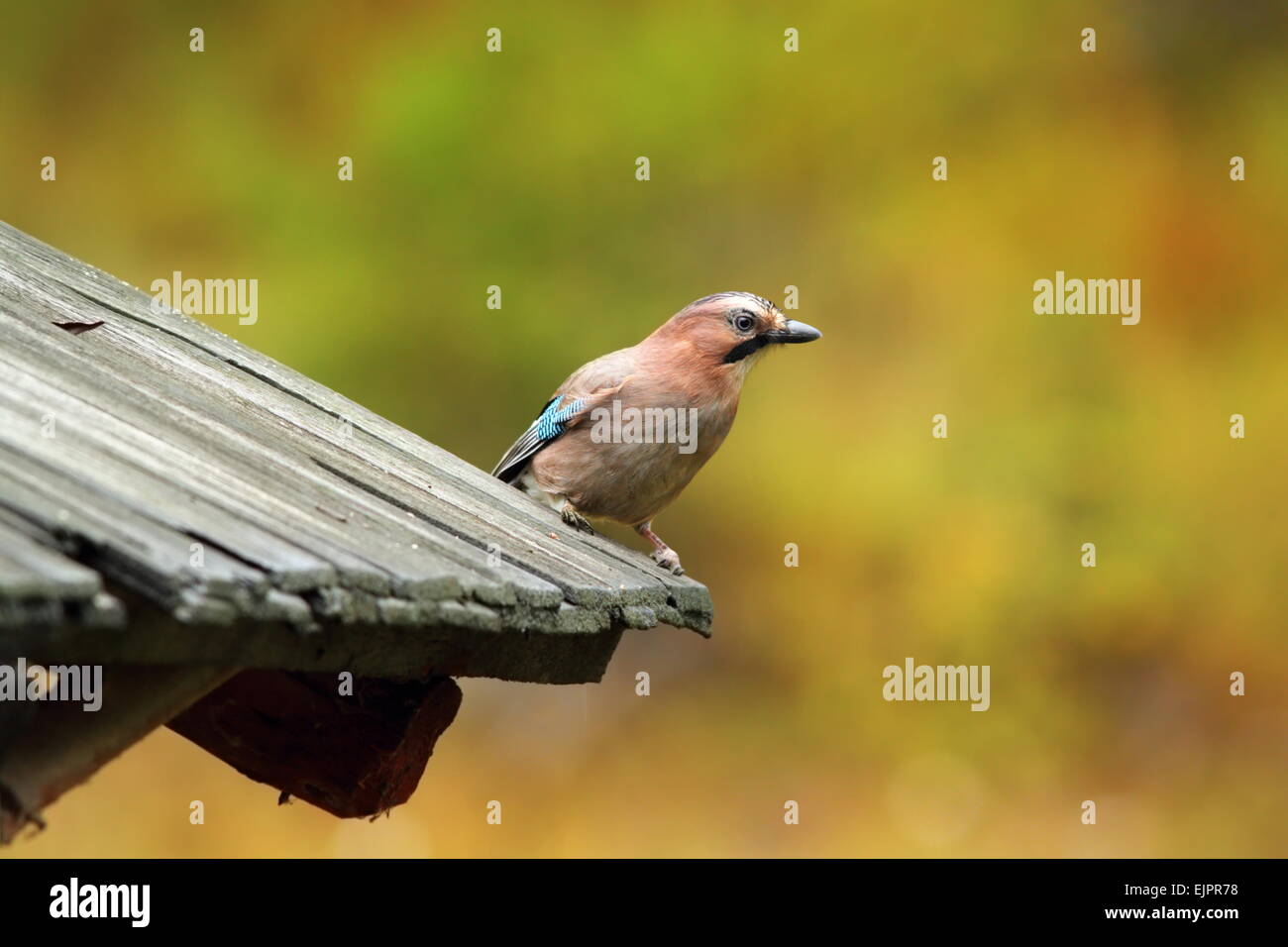 Eurasian jay ( Garullus glandarius ) debout sur le toit traditionnel Banque D'Images