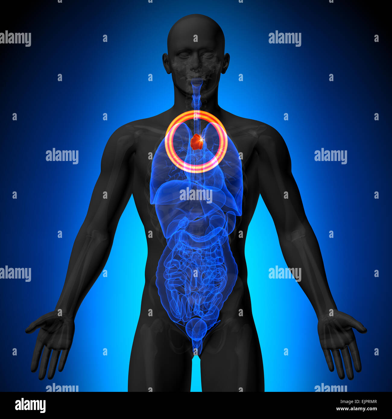 Thymus - morphologie masculine d'organes humains - la vue x-ray Banque D'Images Thymus - morphologie masculine d'organes humains - la vue x-ray Banque D'Images