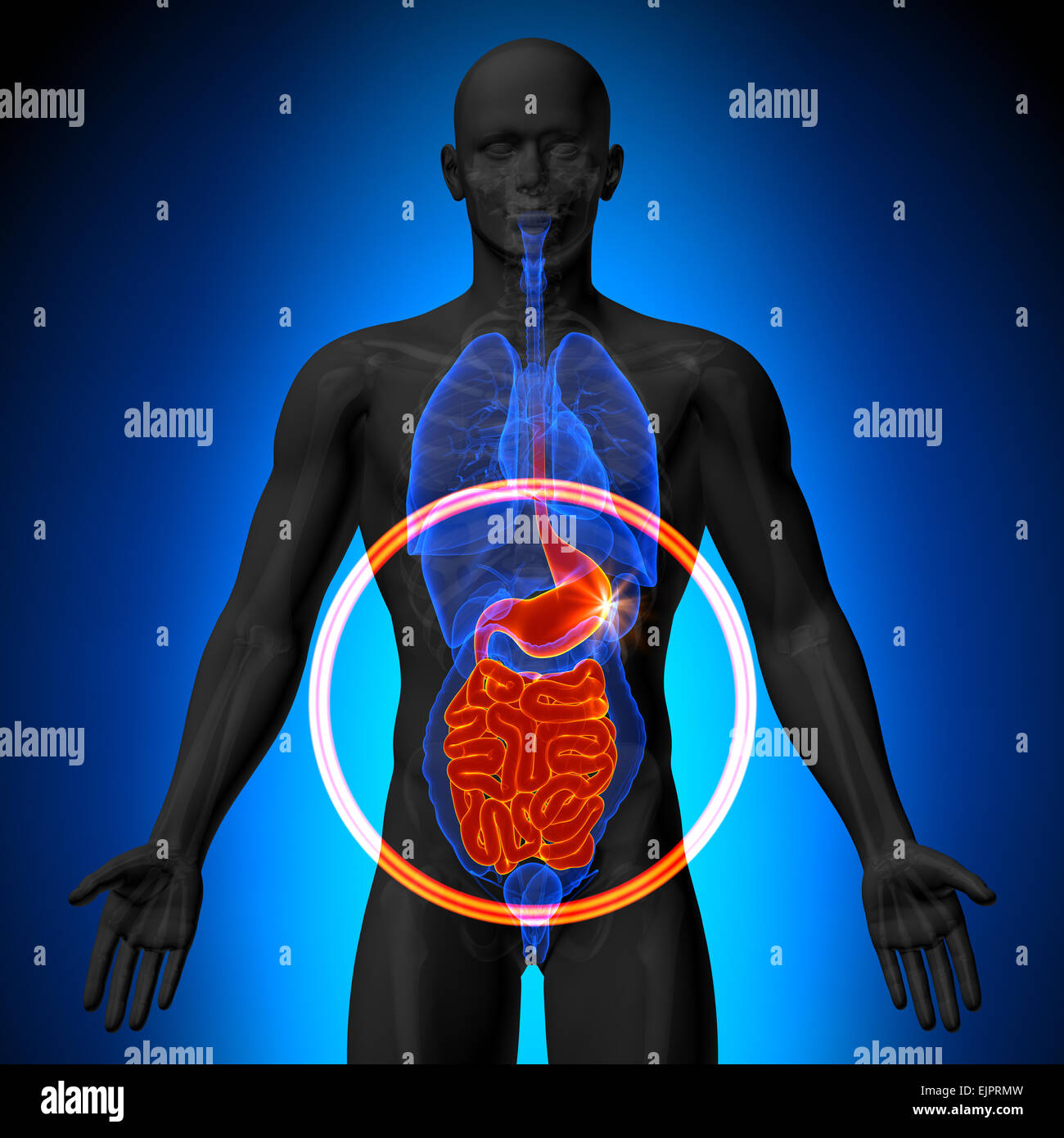 Estomac / Courage / petit intestin - anatomie masculine d'organes humains - la vue x-ray Banque D'Images Estomac / Courage / petit intestin - anatomie masculine d'organes humains - la vue x-ray Banque D'Images