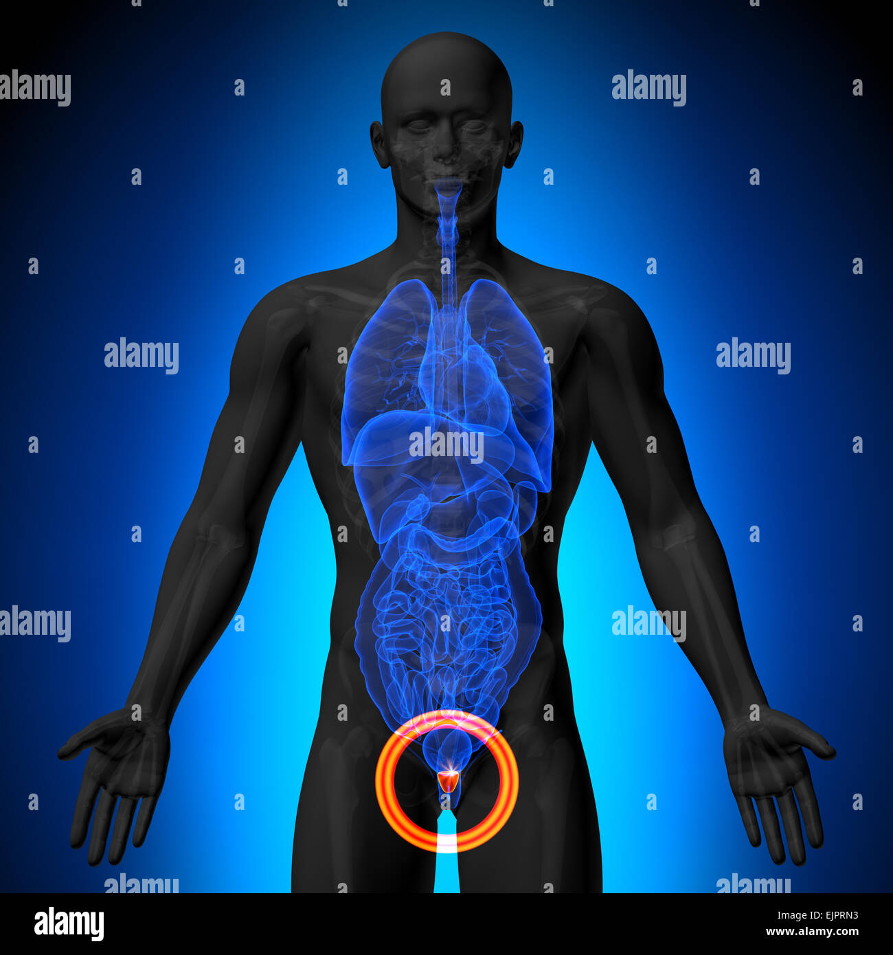 Prostate - morphologie masculine d'organes humains - la vue x-ray Banque D'Images Prostate - morphologie masculine d'organes humains - la vue x-ray Banque D'Images