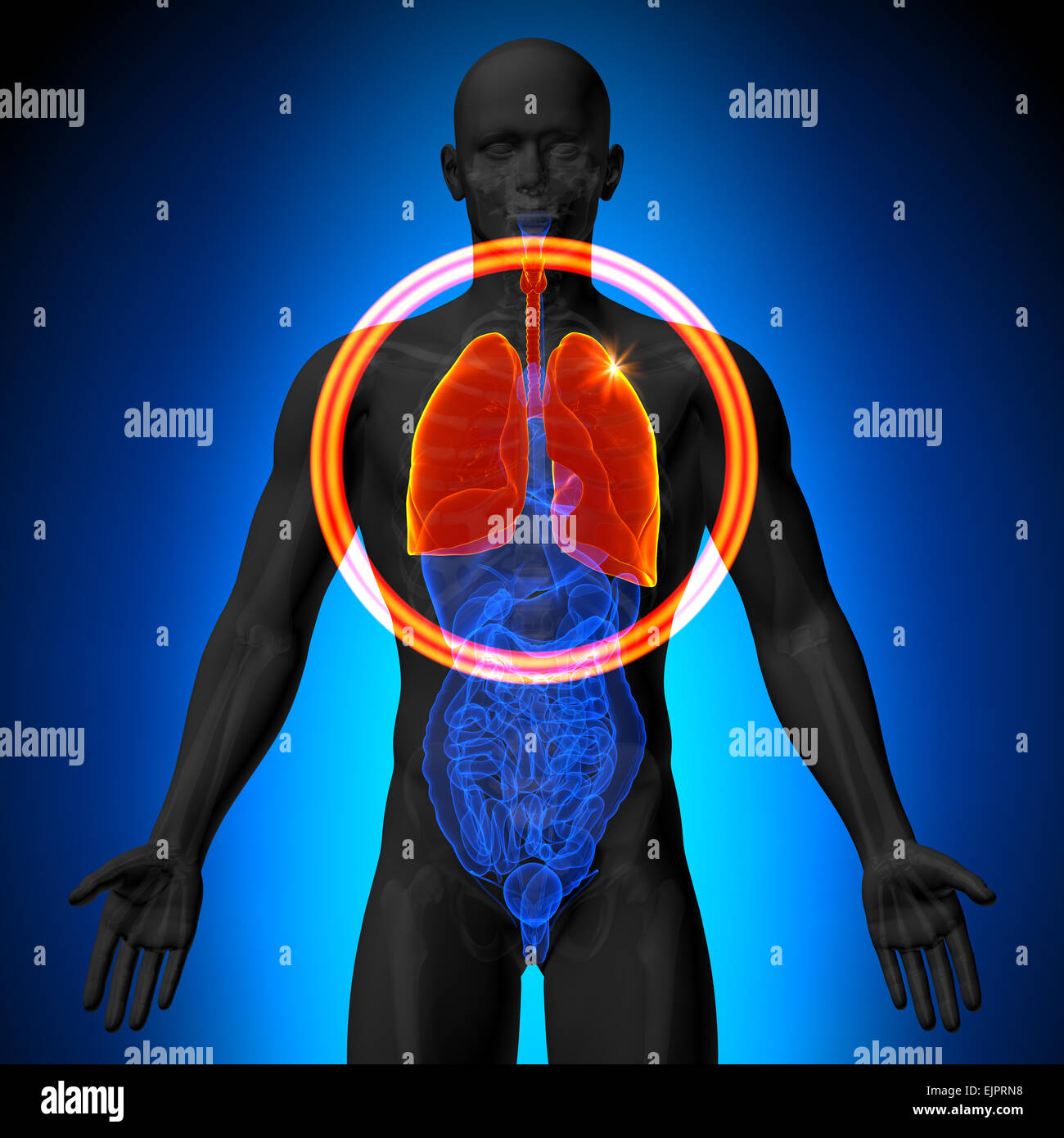 Poumons - morphologie masculine d'organes humains - la vue x-ray Banque D'Images Poumons - morphologie masculine d'organes humains - la vue x-ray Banque D'Images