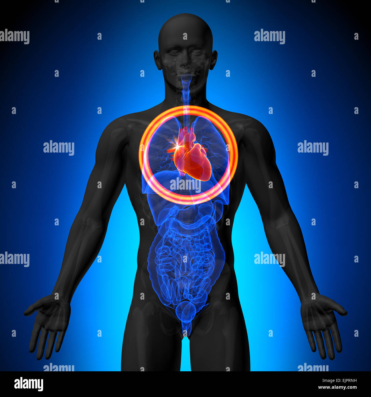 Coeur - morphologie masculine d'organes humains - la vue x-ray Banque D'Images Coeur - morphologie masculine d'organes humains - la vue x-ray Banque D'Images