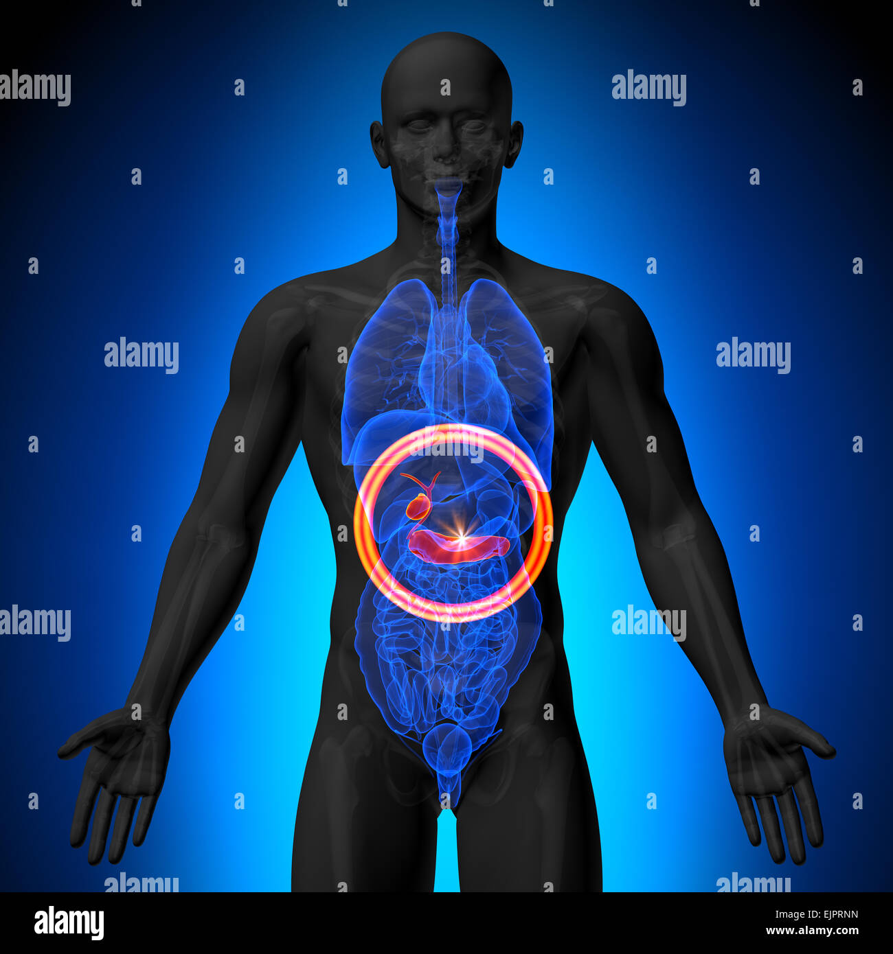 / La vésicule biliaire Pancréas - morphologie masculine d'organes humains - la vue x-ray Banque D'Images / La vésicule biliaire Pancréas - morphologie masculine d'organes humains - la vue x-ray Banque D'Images