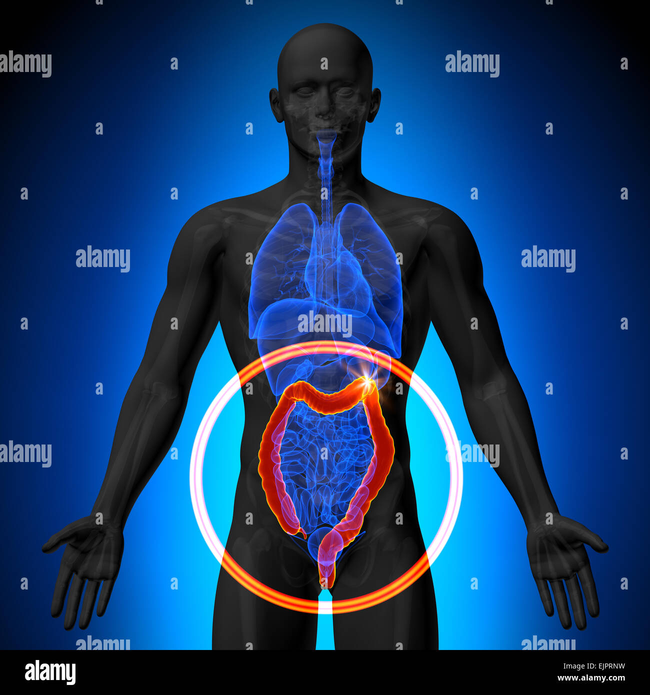 Grand Colon / Instestine - morphologie masculine d'organes humains - la vue x-ray Banque D'Images Grand Colon / Instestine - morphologie masculine d'organes humains - la vue x-ray Banque D'Images