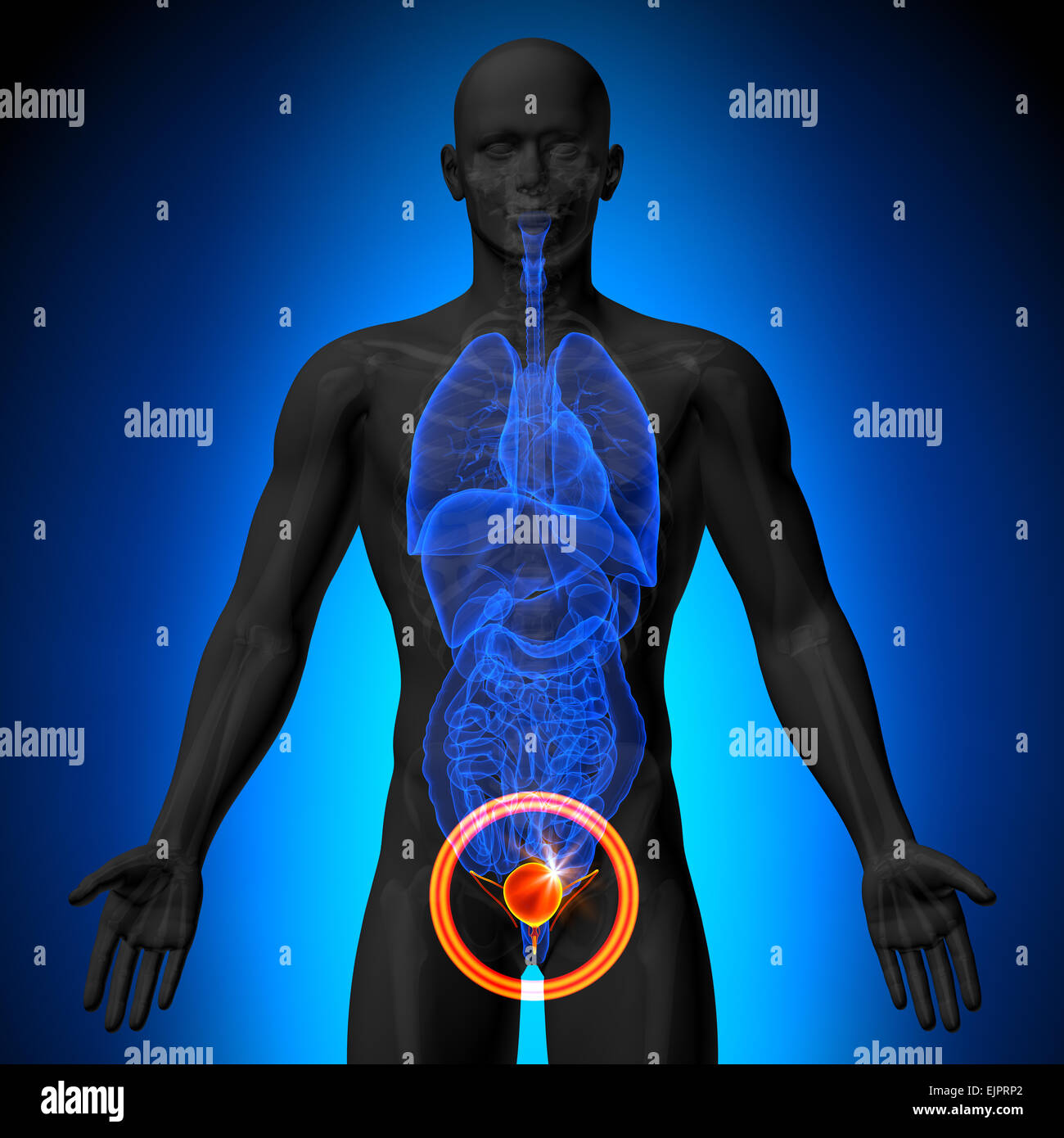 Vessie - morphologie masculine d'organes humains - la vue x-ray Banque D'Images Vessie - morphologie masculine d'organes humains - la vue x-ray Banque D'Images