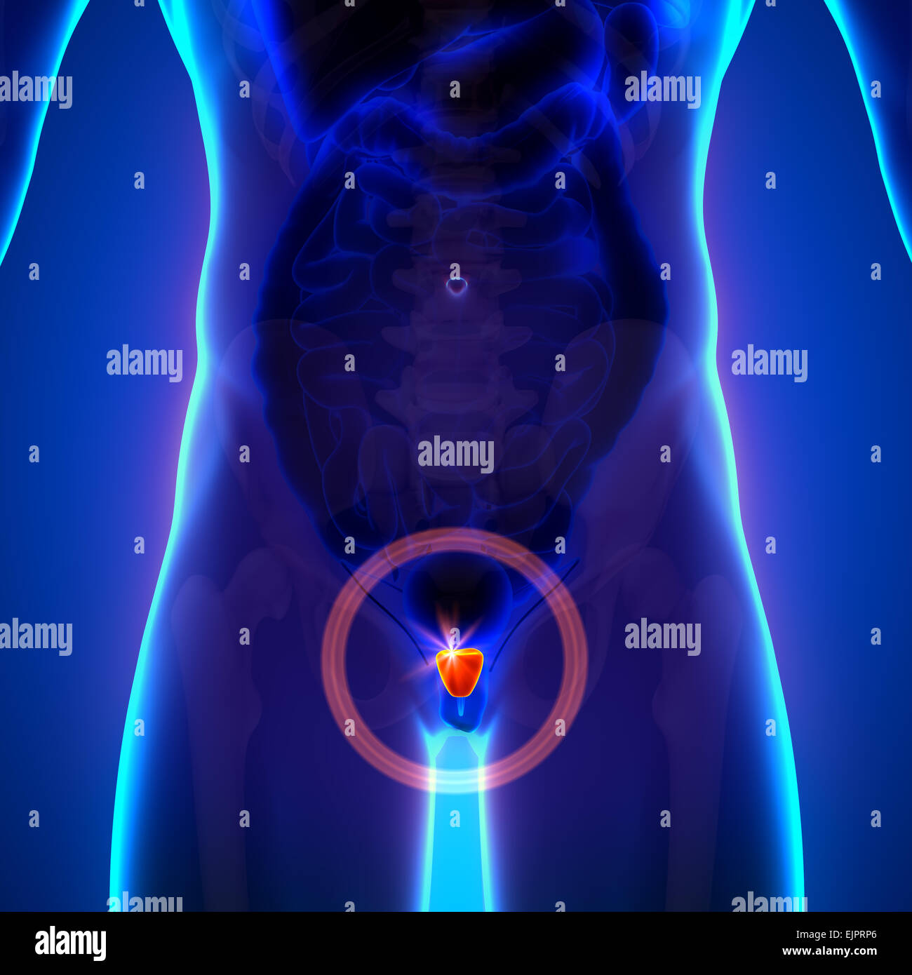 Prostate - morphologie masculine d'organes humains - la vue x-ray Banque D'Images Prostate - morphologie masculine d'organes humains - la vue x-ray Banque D'Images