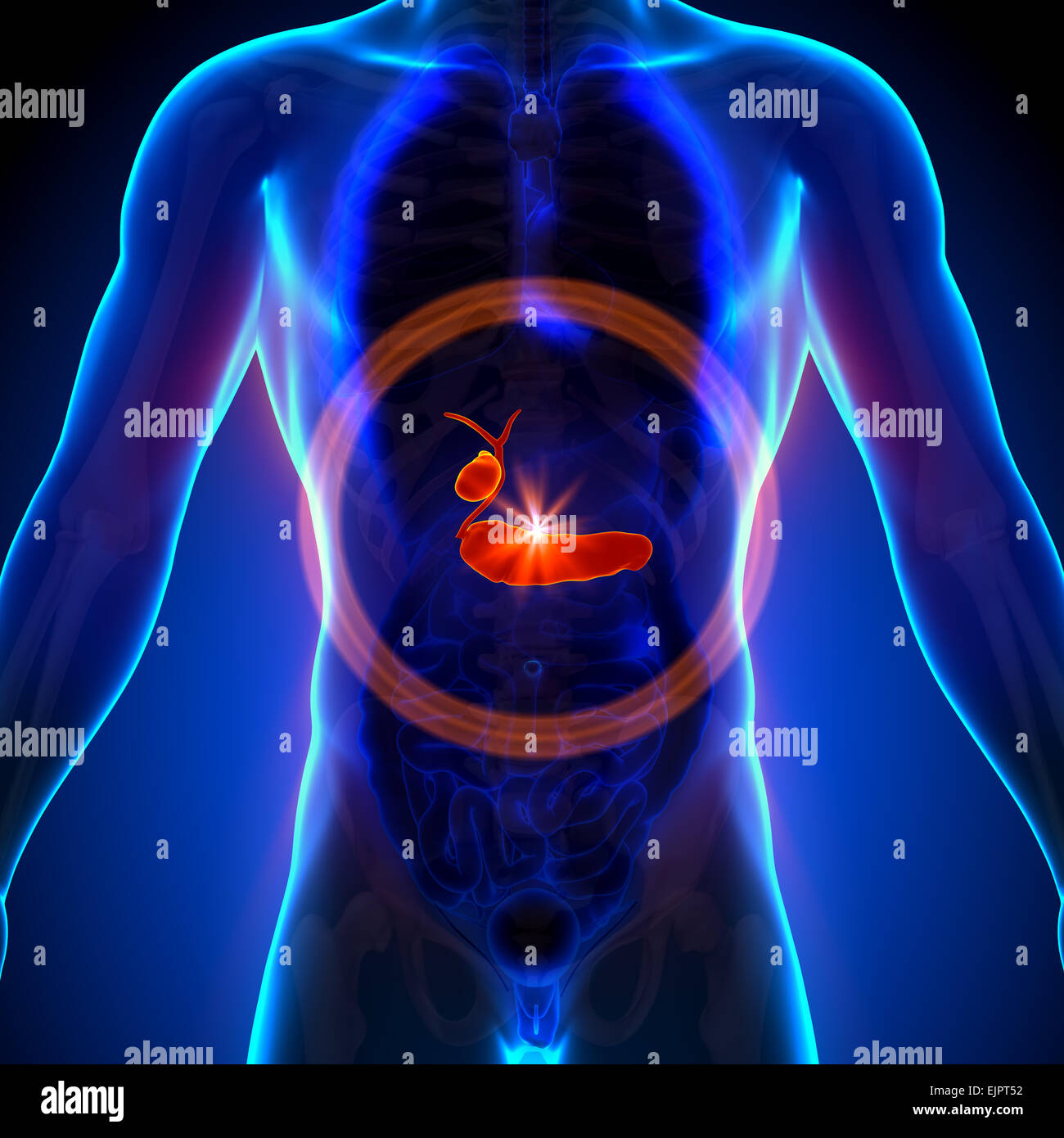 / La vésicule biliaire Pancréas - morphologie masculine d'organes humains - la vue x-ray Banque D'Images / La vésicule biliaire Pancréas - morphologie masculine d'organes humains - la vue x-ray Banque D'Images