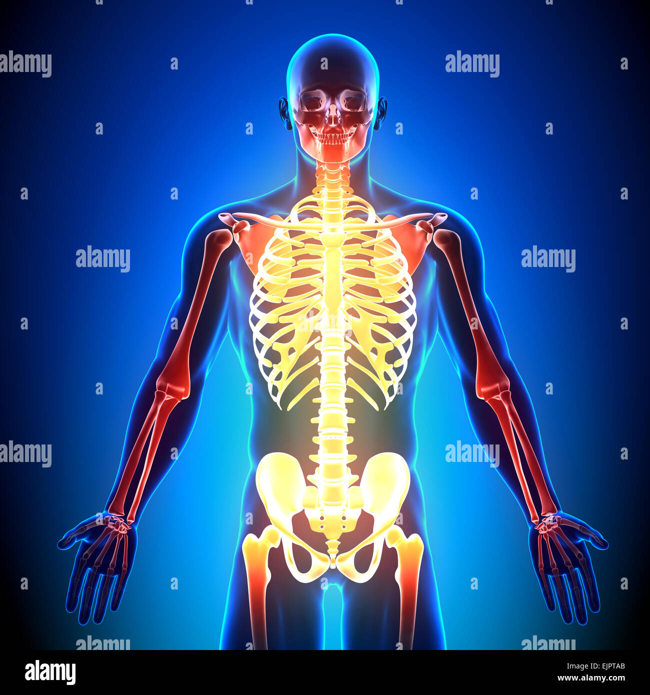 Détail de l'anatomie masculine de skeleton - os Banque D'Images