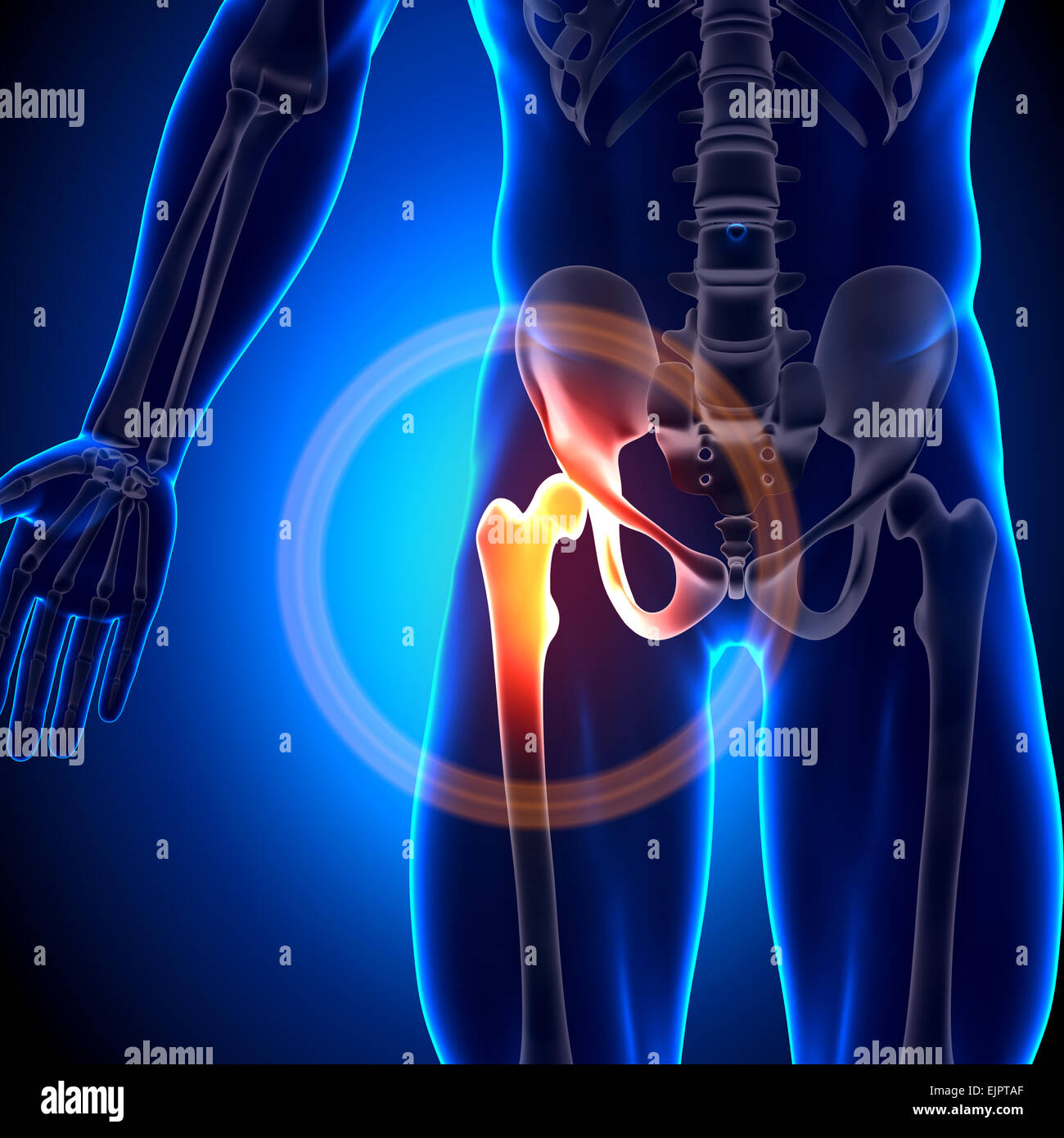 La hanche anatomie masculine - os Banque D'Images