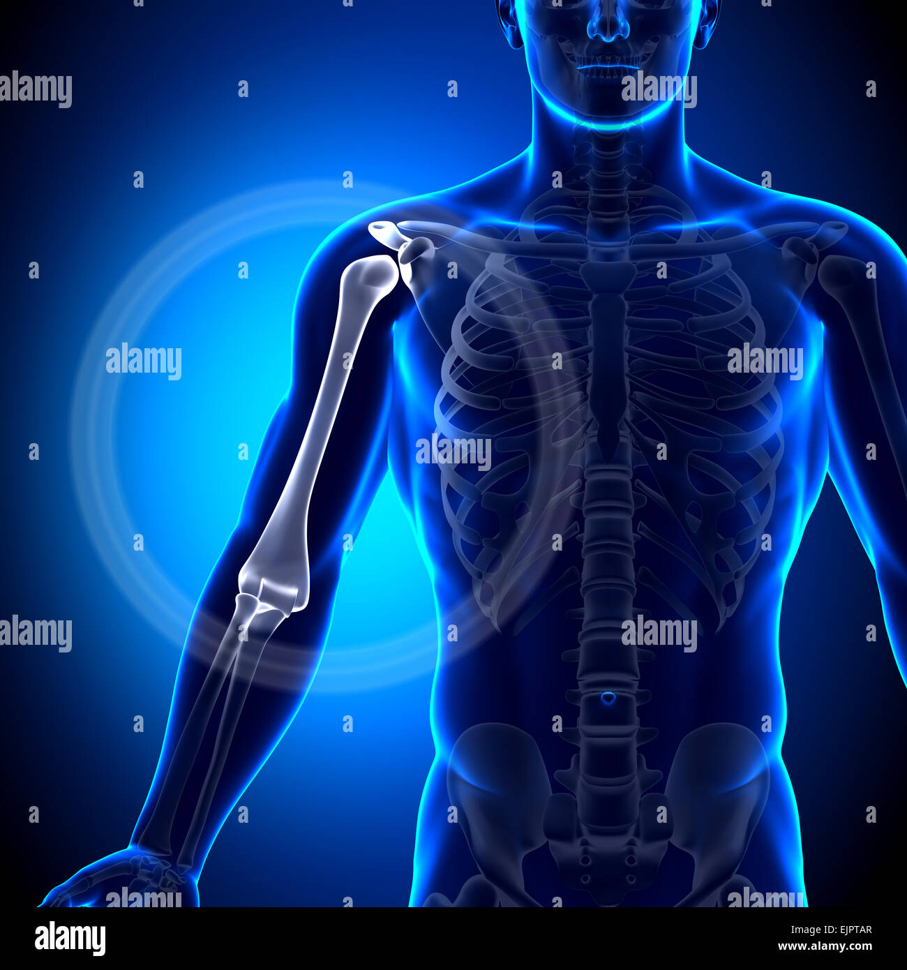 L'humérus du bras mâle / Anatomie Anatomie les os Photo Stock Alamy
