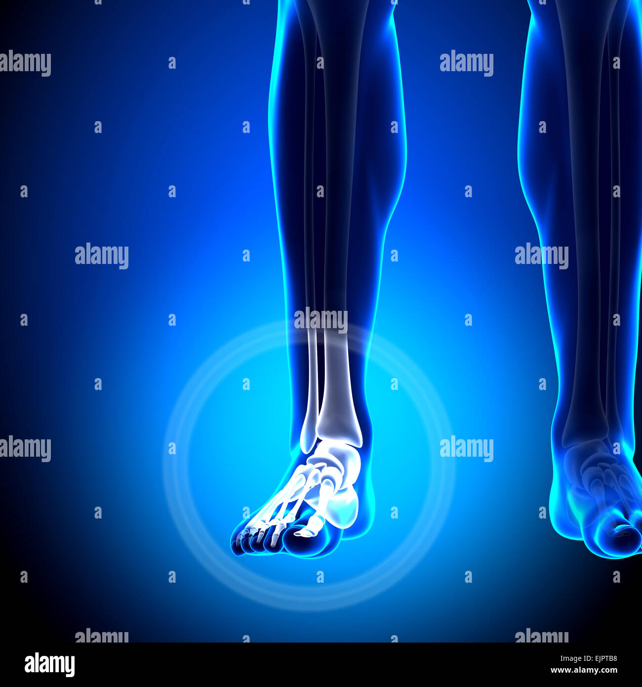 Homme Tarsals / Phalanges - os - os de la cheville anatomie Banque D'Images