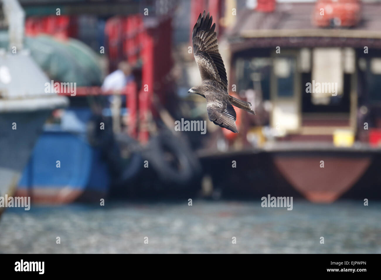 Black-eared Kite (Milvus migrans lineatus), adultes en vol, avec des bateaux en arrière-plan, Aberdeen Harbour, l'île de Hong Kong, Hong Banque D'Images