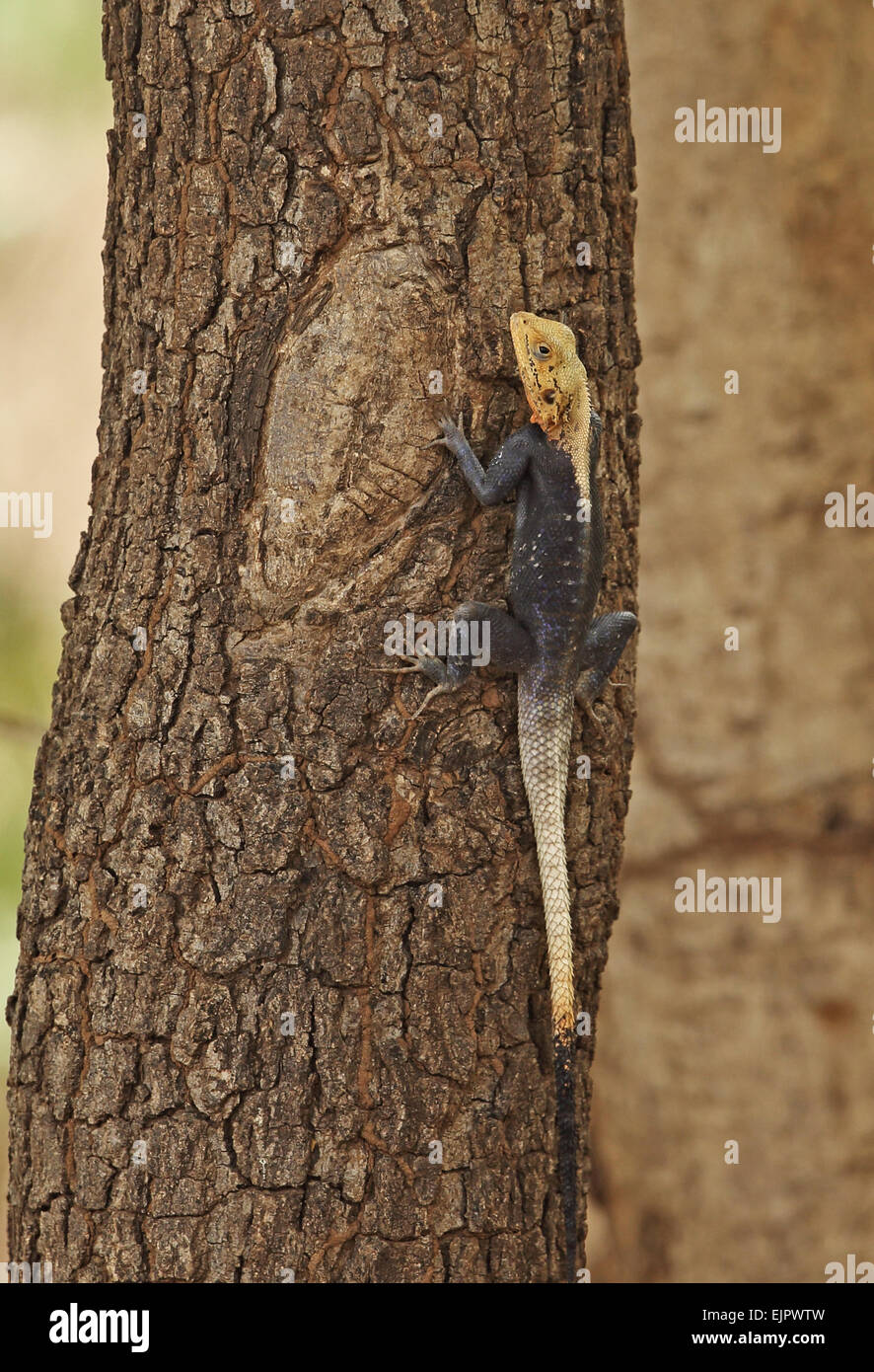 L'Afrique de l'Ouest (Agama agama africana), adultes accrochés à tronc d'arbre, Mole N.P., Ghana, février Banque D'Images