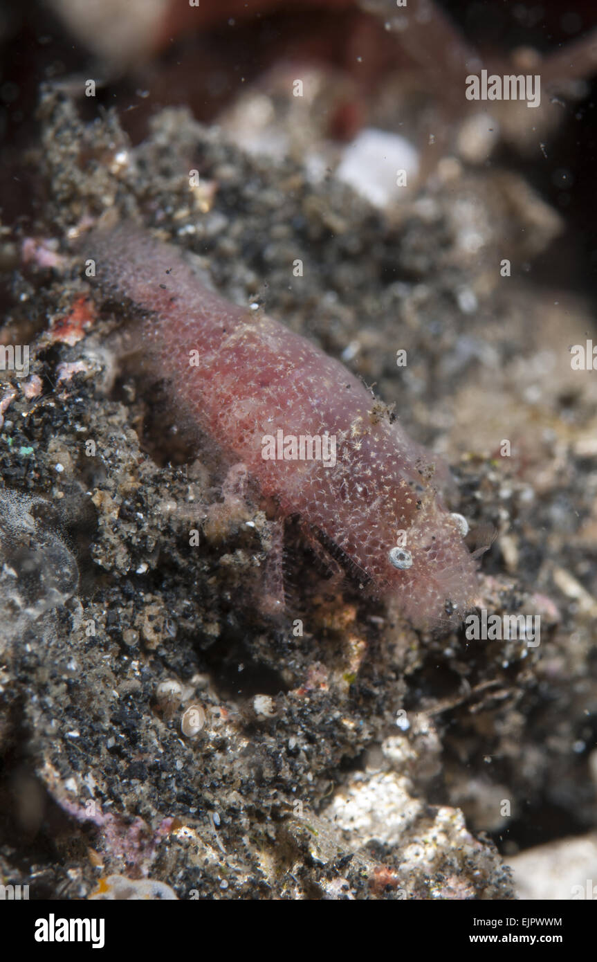 Crevettes (Gelastocaris éponge cryptique paronae) adulte, sur sable noir, Larry Retak, Lembeh Straits, Sulawesi, plus de petites îles, l'Indonésie, Mars Banque D'Images