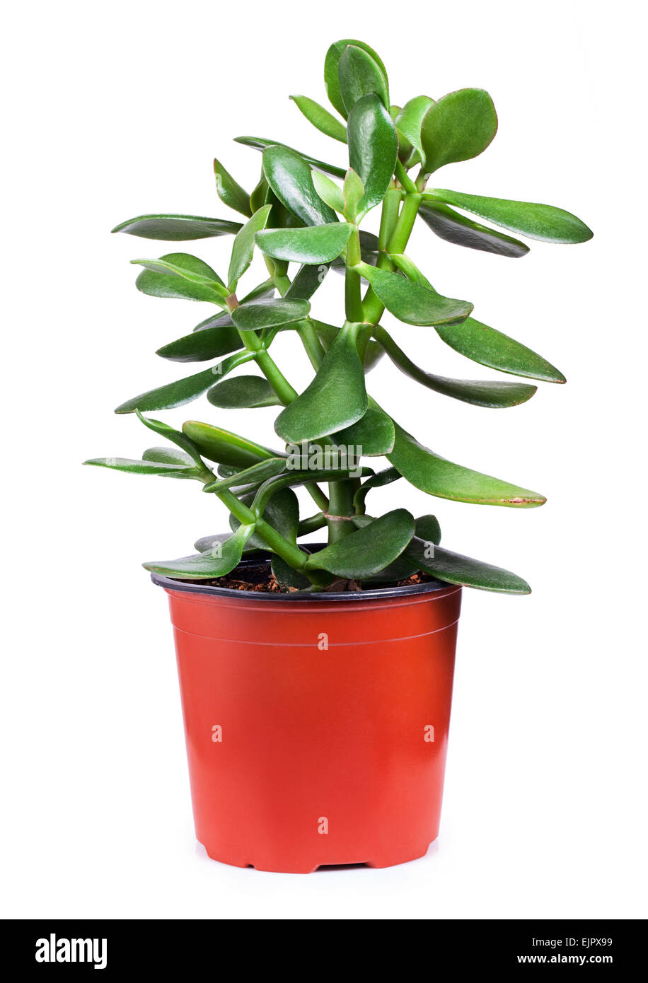 Dollar plante ou arbre d'argent dentelle sur fond blanc. Crassula Banque D'Images