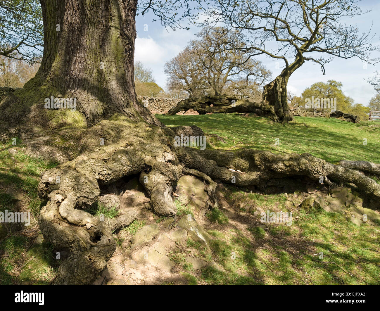 Les racines des arbres tordus et les ombres, Bradgate Park, Leicestershire, Angleterre, Royaume-Uni. Banque D'Images