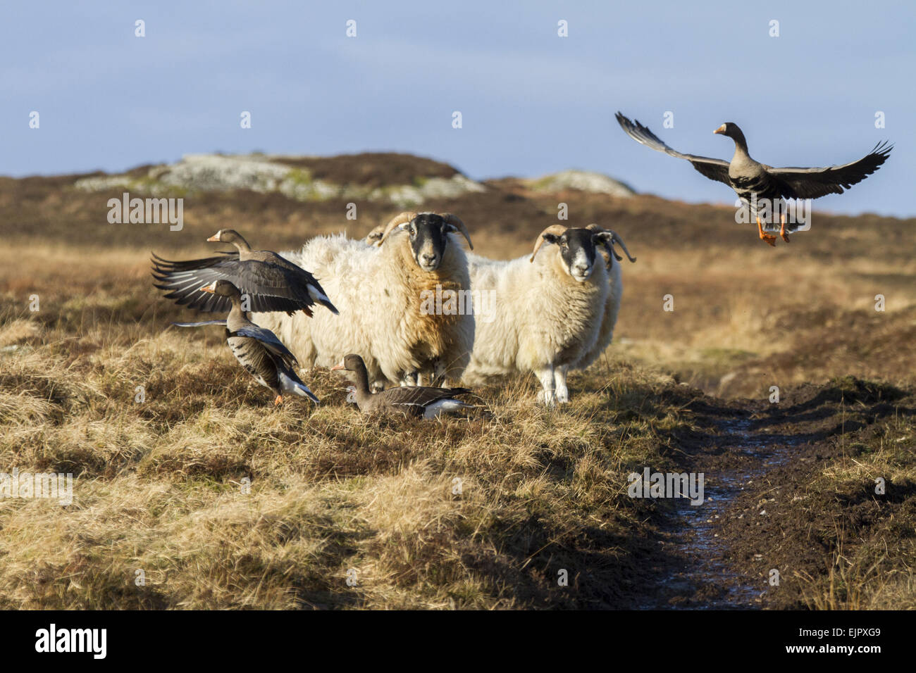 Face écossais Black sheep déranger avant blanc du Groenland - Oies, Islay en Ecosse. Banque D'Images