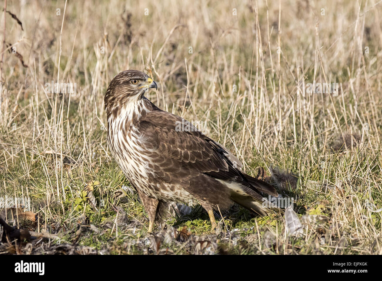 Buse variable les charognards un oiseau mort. Le Suffolk. Banque D'Images