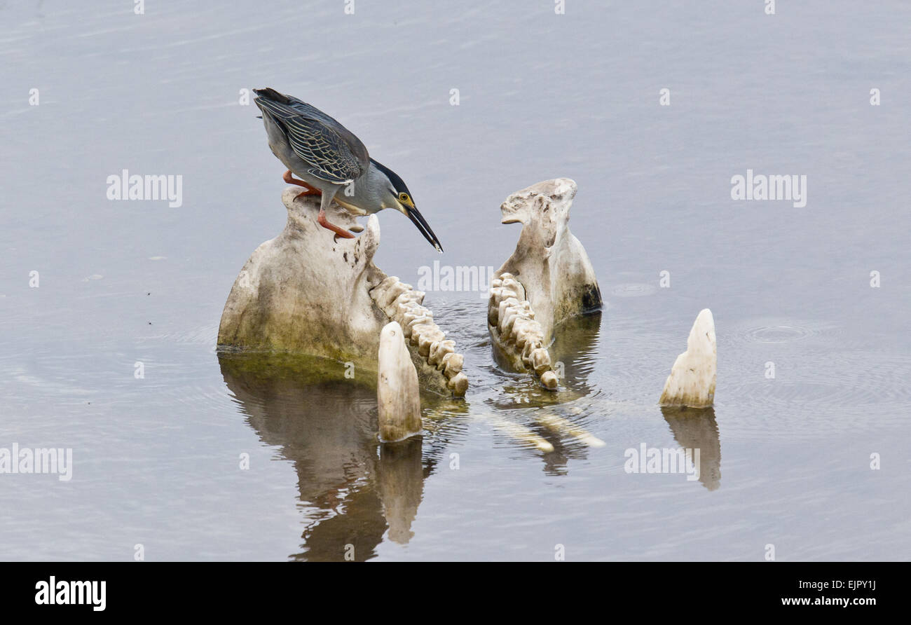 Héron strié (Butorides striatus) des profils, l'alimentation de l'Hippopotame (Hippopotamus amphibius) crâne dans l'eau, Kruger N.P., Grand Parc Transfrontalier du Limpopo, Afrique du Sud, décembre Banque D'Images